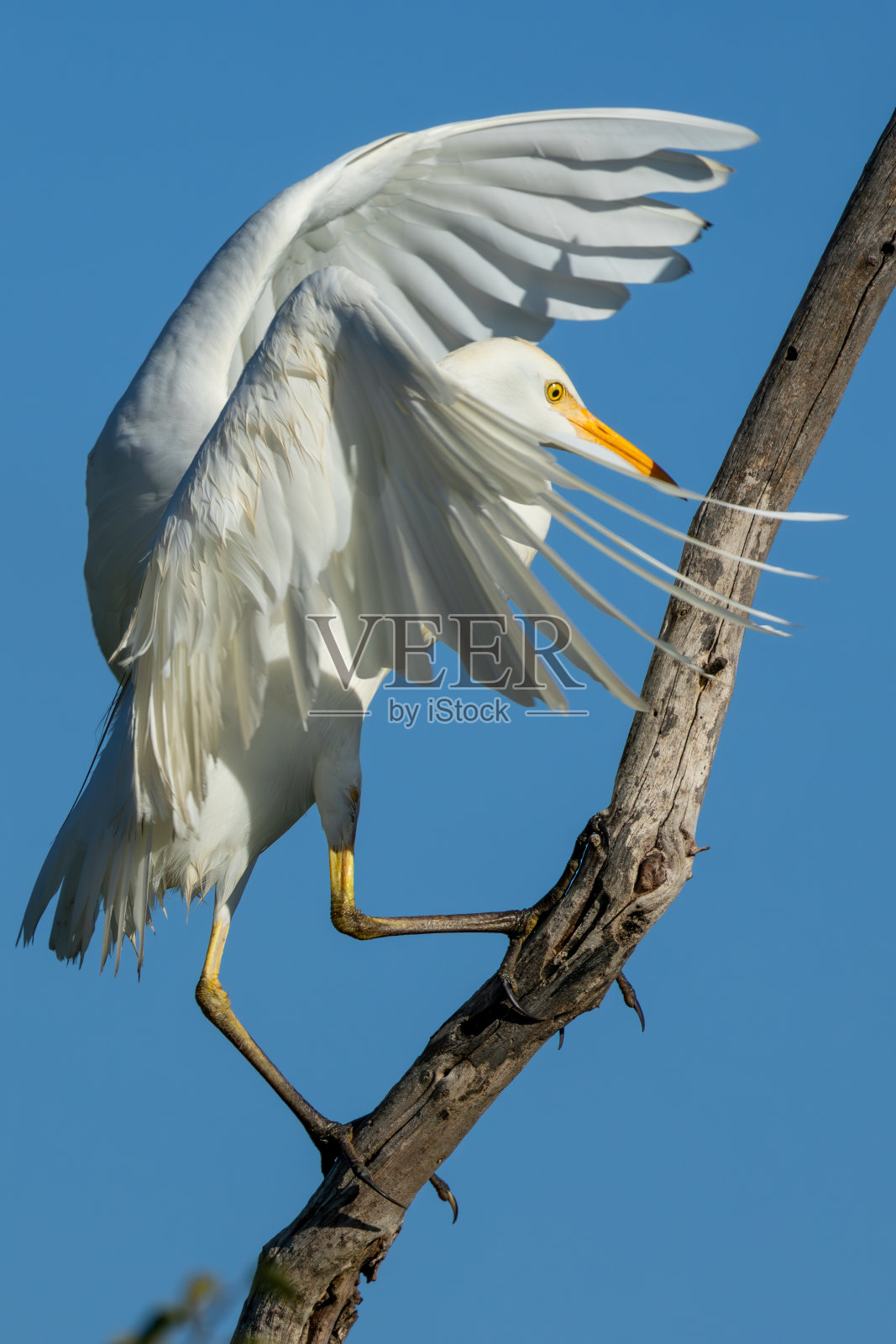西部牛白鹭(Veereier) (Bubulcus ibis)在南非林波波的Nylsvley自然保护区看到照片摄影图片