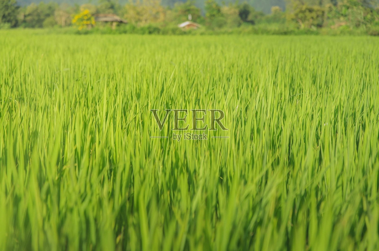 绿色作物和田野的景观。泰国日落的稻田和农田。照片摄影图片