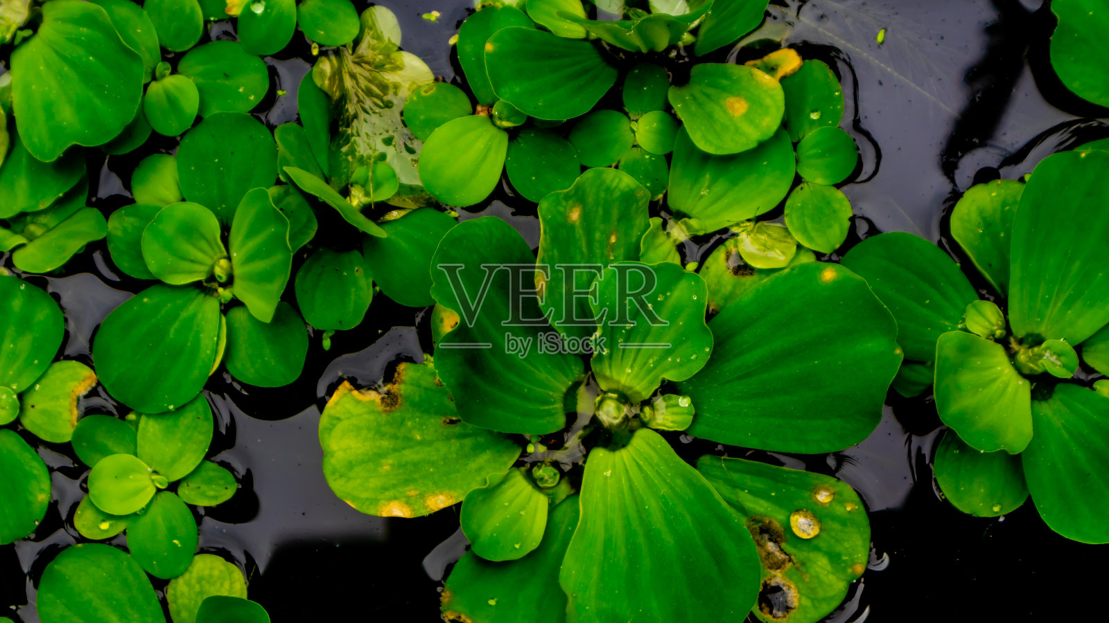 美丽而神奇的绿色水生植物照片摄影图片
