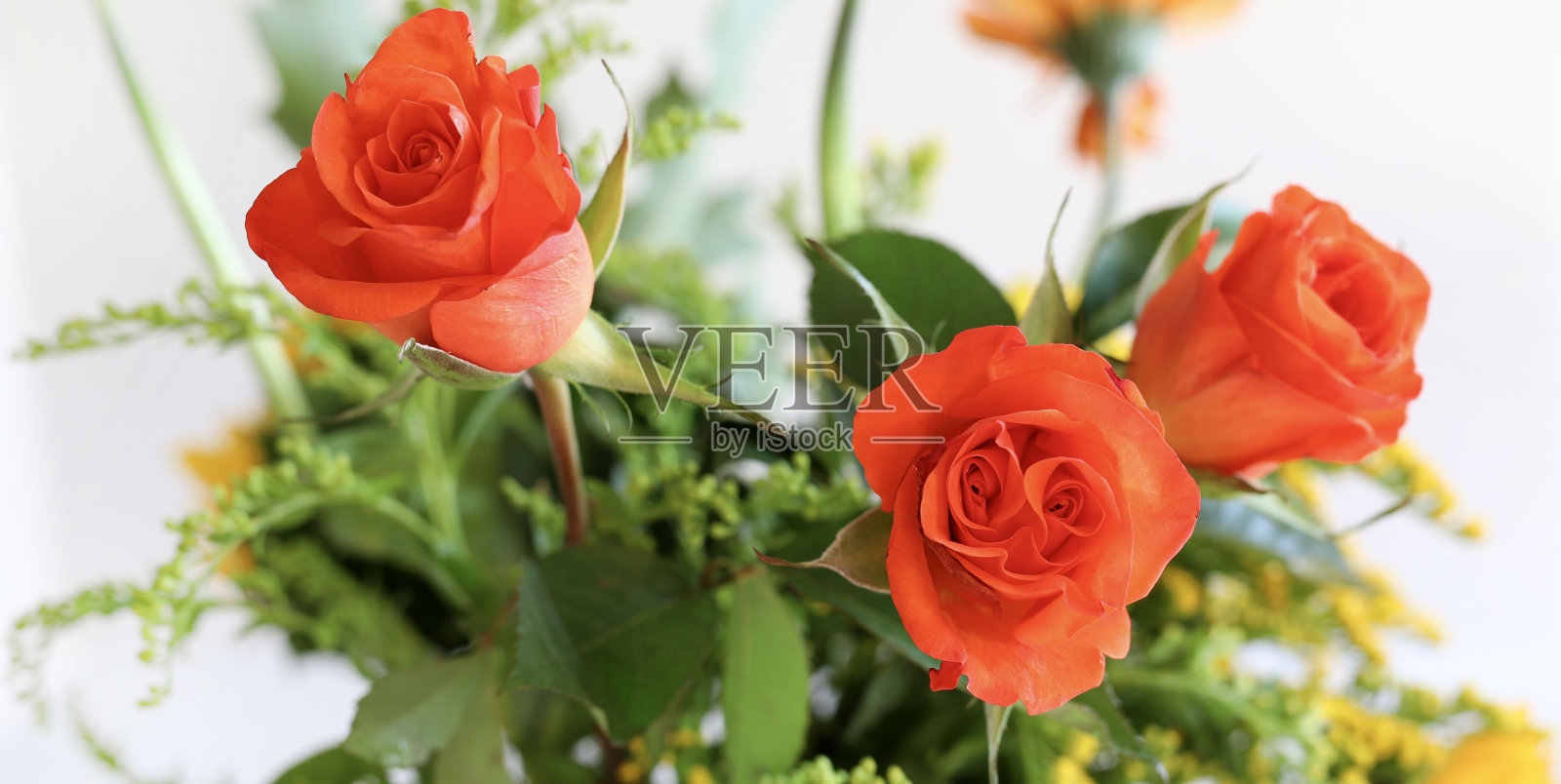 橙玫瑰花贺卡。照片摄影图片