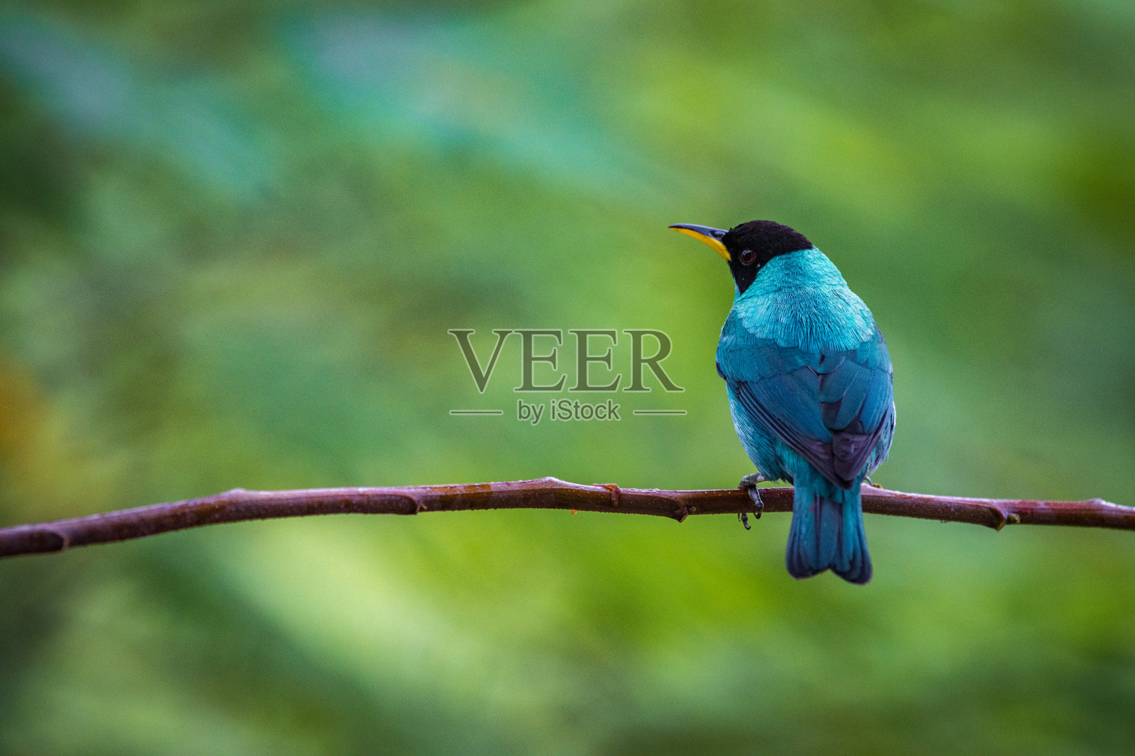 哥斯达黎加阿雷纳尔火山国家公园的多色鸟照片摄影图片