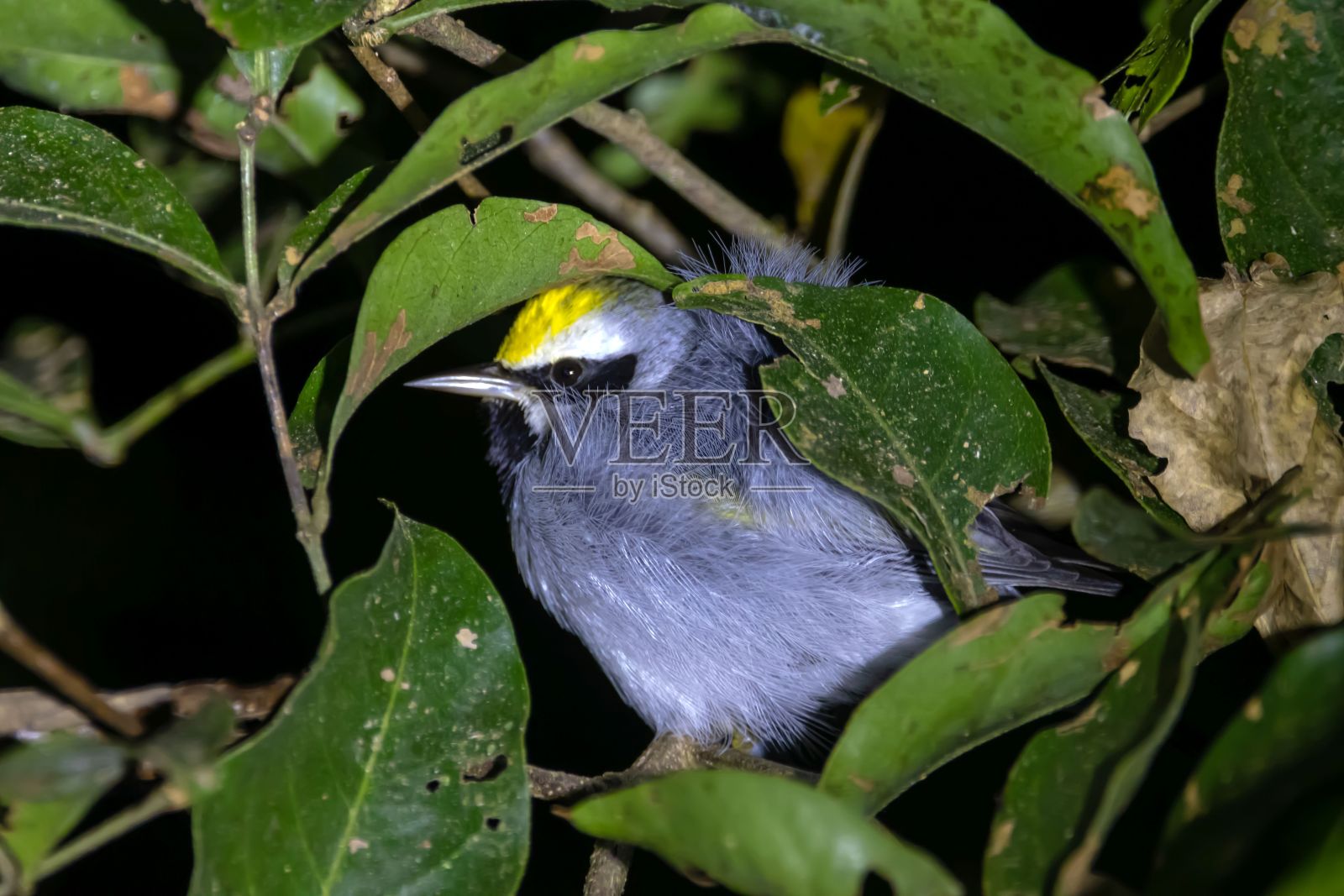 金翅莺，Vermivora chrysoptera，在树上照片摄影图片