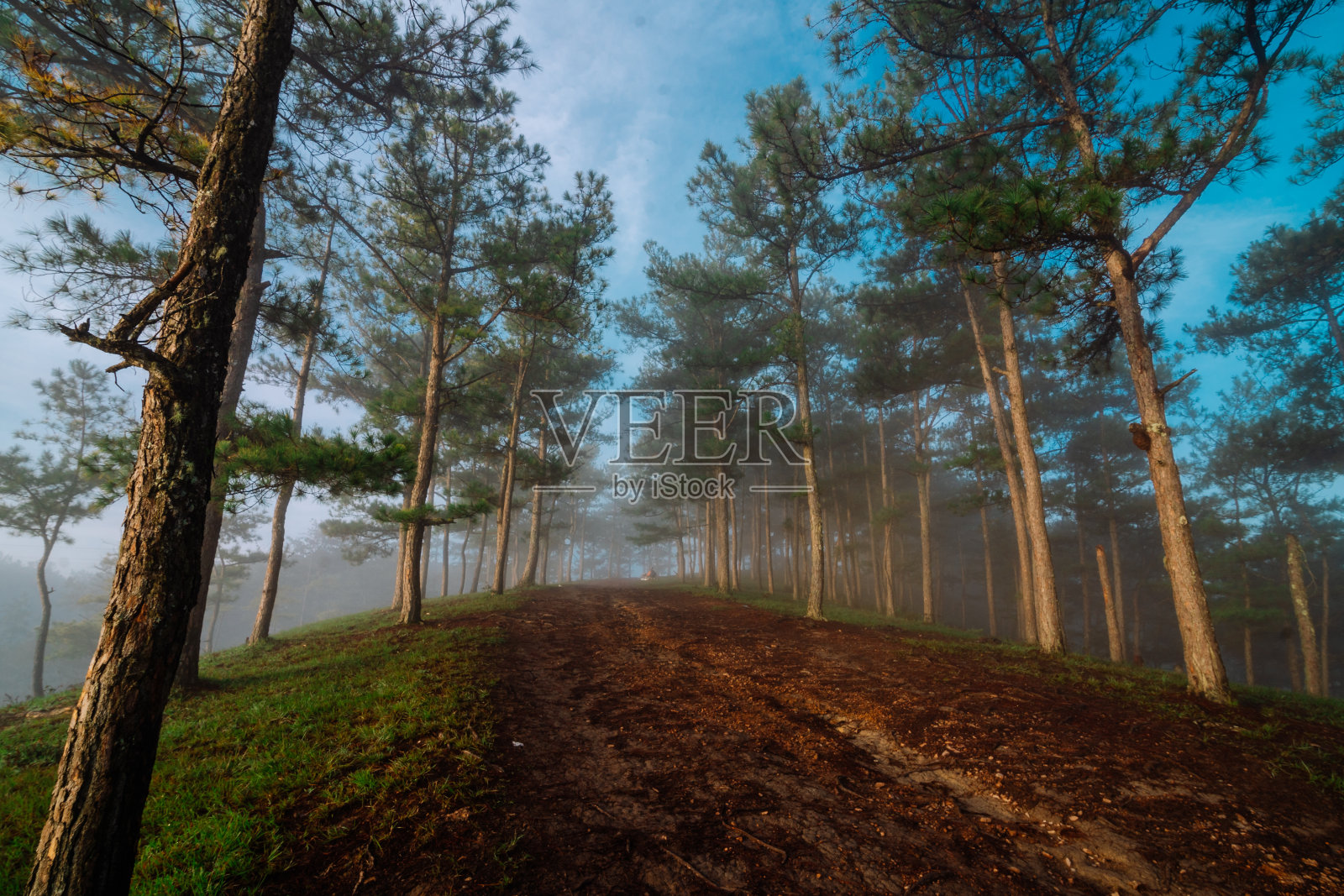 松林中的一条小路被一排排笔直的松树笼罩在晨雾中照片摄影图片