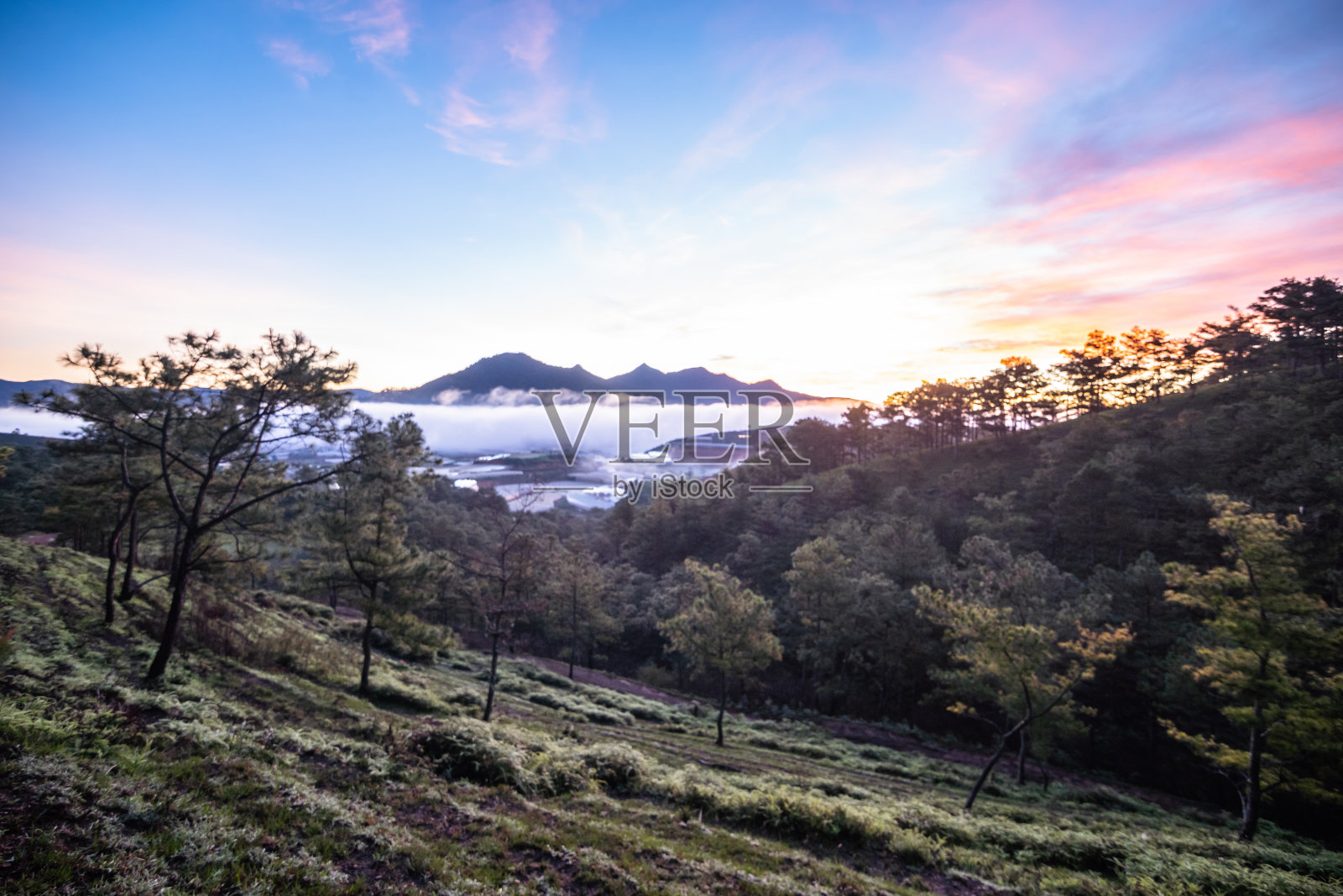 美丽的白色天空，阳光照进来，稀疏了骨头，形成了像蜂蜜一样明亮的金色。松树和草地地毯色彩斑斓。照片摄影图片