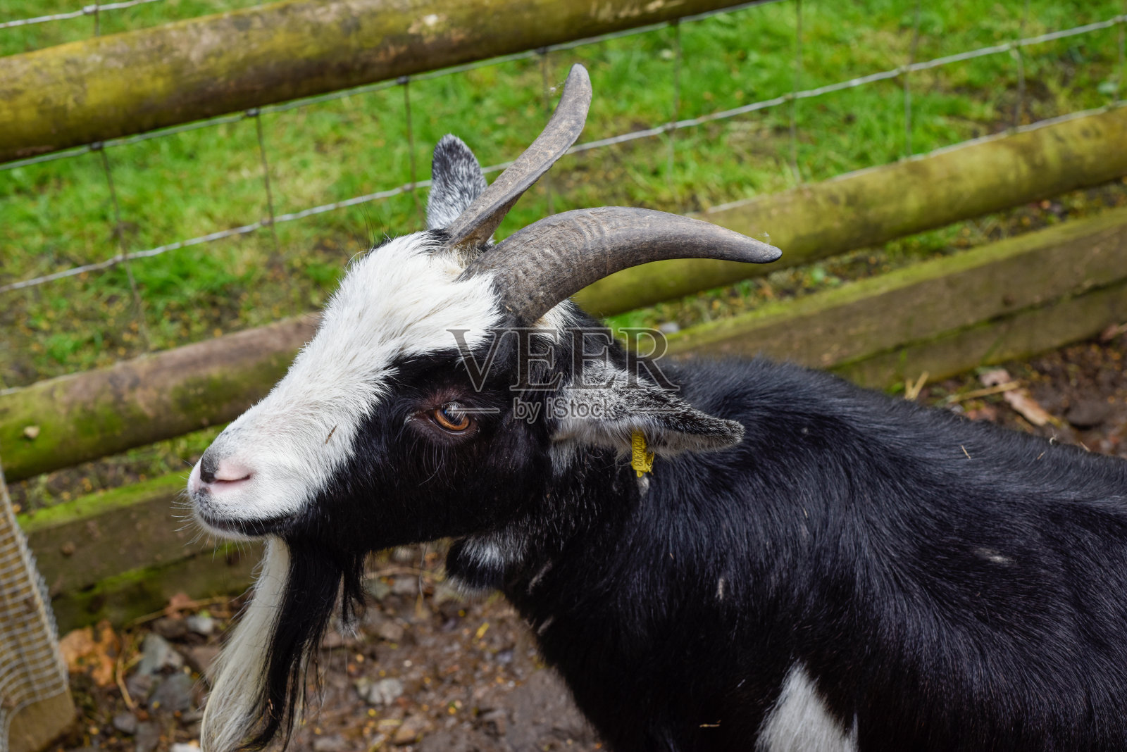 长有角和胡须的黑白相间的年轻公山羊照片摄影图片