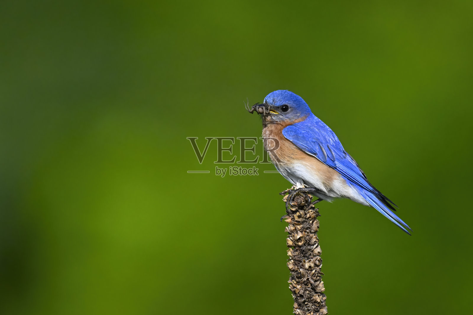 东方蓝知更鸟雄性栖息在昆虫的嘴里喂雏鸟照片摄影图片
