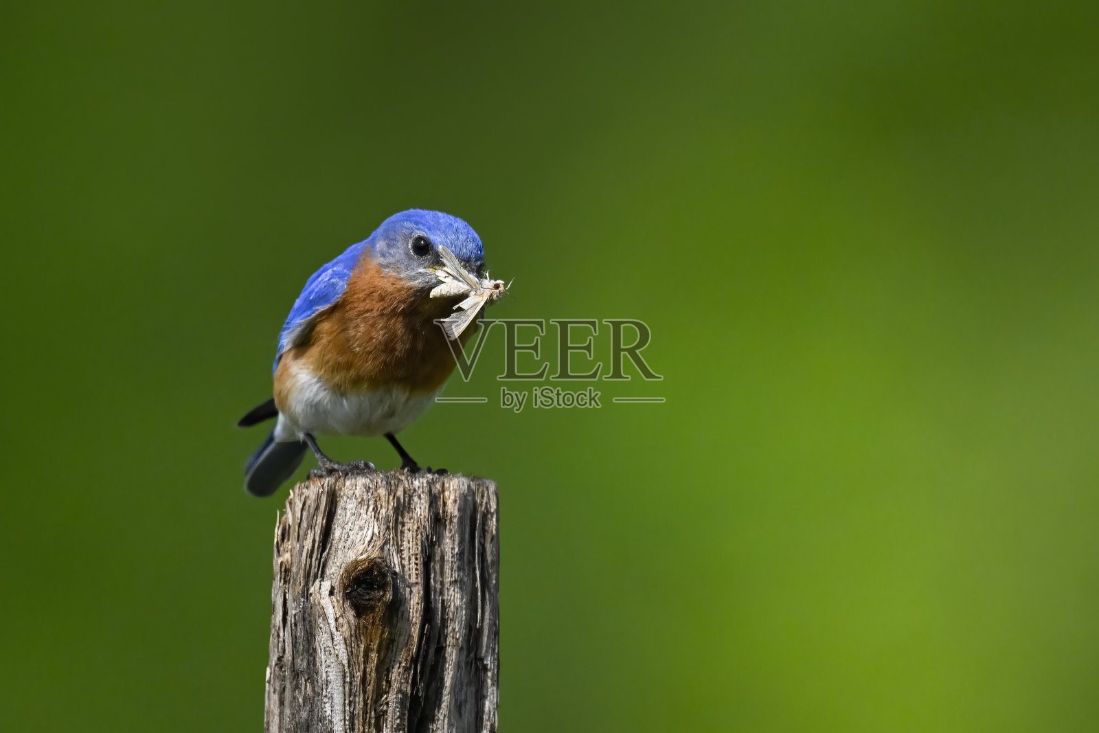 东方蓝知更鸟，雄性，嘴里衔着昆虫喂养幼鸟照片摄影图片
