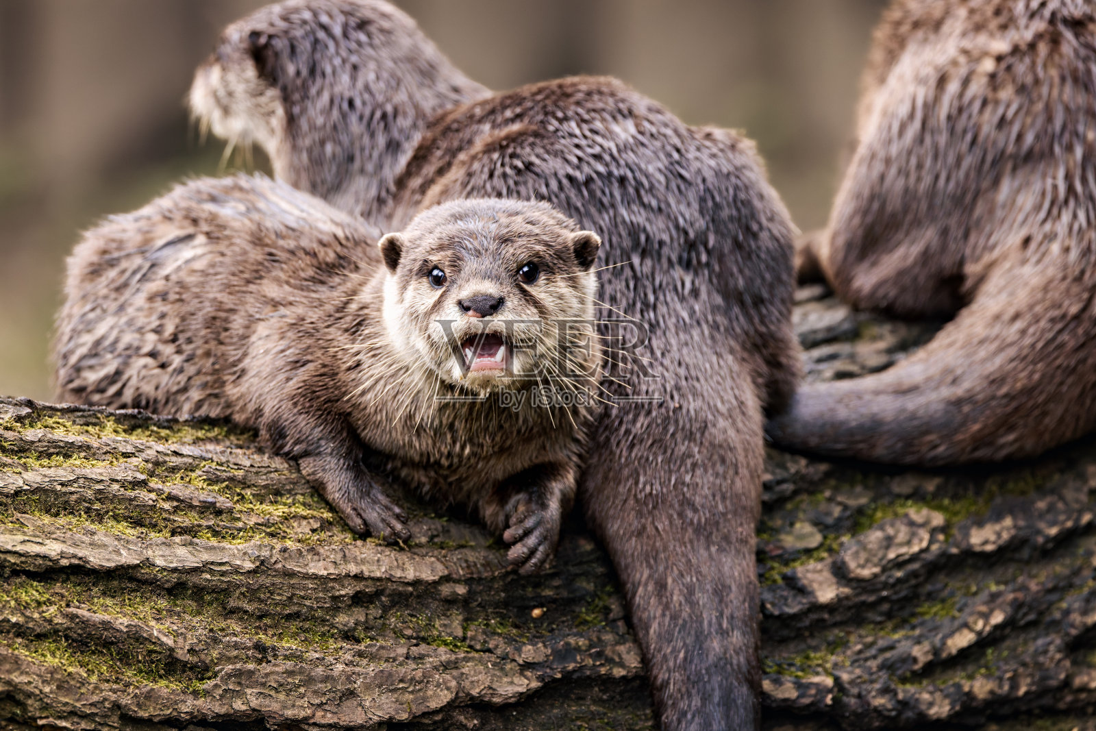 水獭栖息在树枝上照片摄影图片