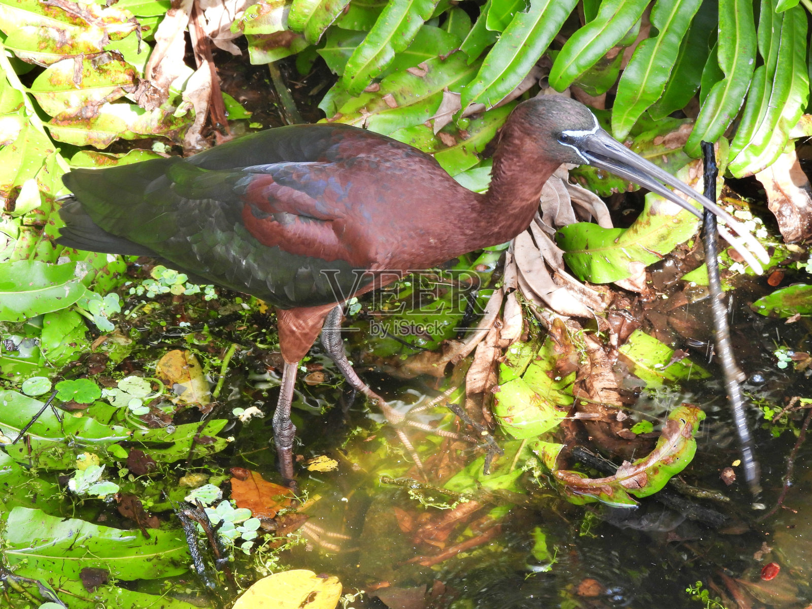 有光泽的朱鹮(Plegadis falcinellus)——捡起一根树枝筑巢照片摄影图片