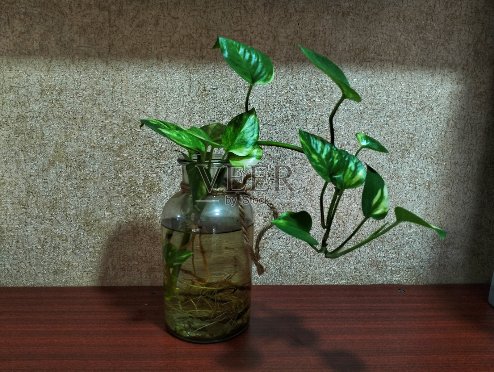 Epipremnum aureum照片摄影图片