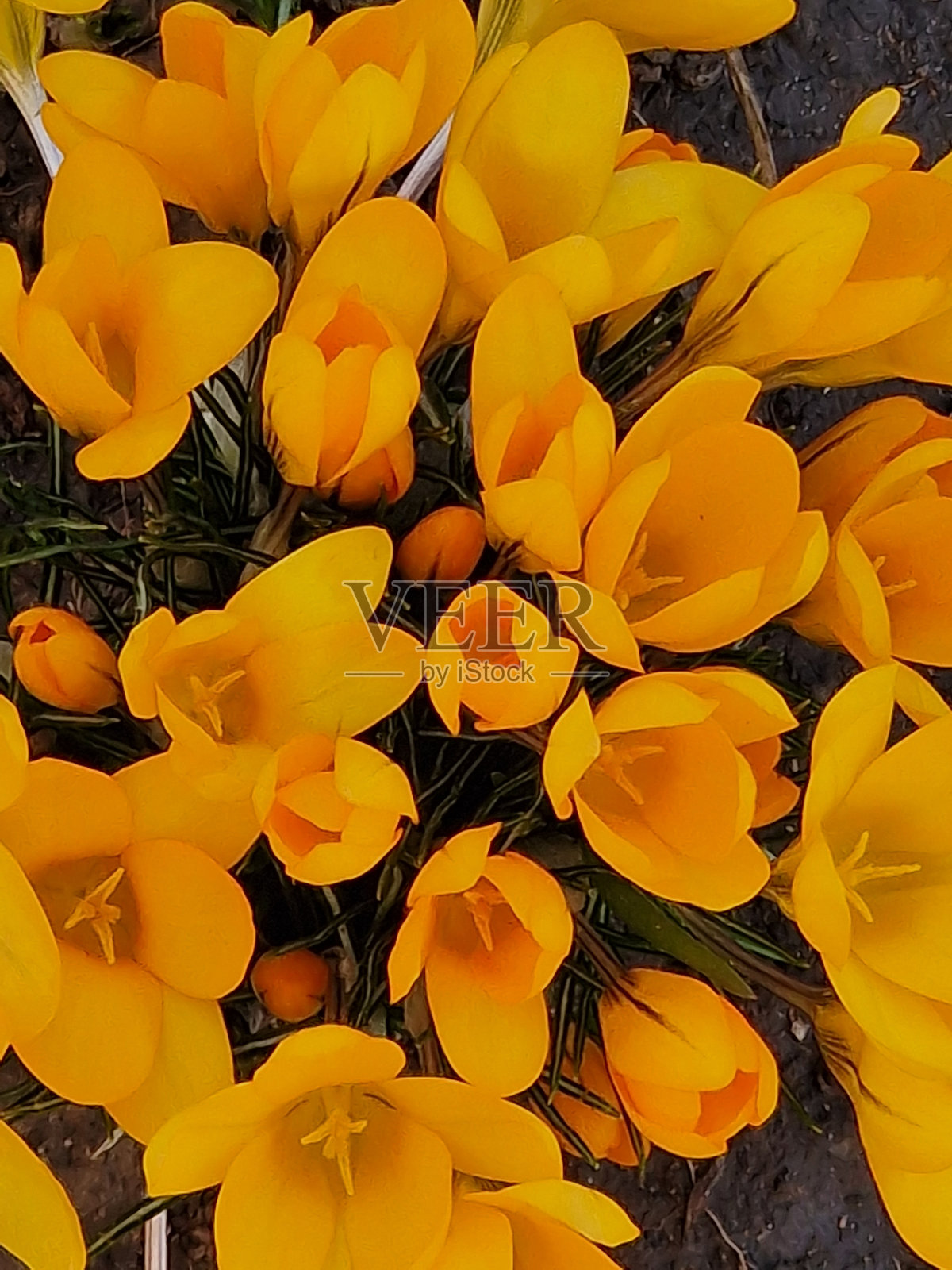 番红花长在菜园的地里照片摄影图片