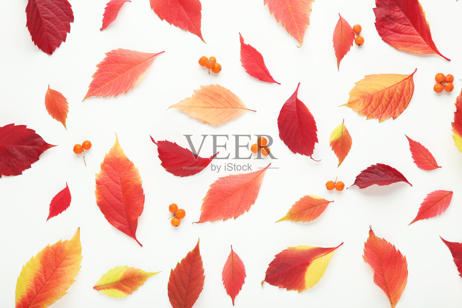 白色背景上带浆果的秋叶照片摄影图片