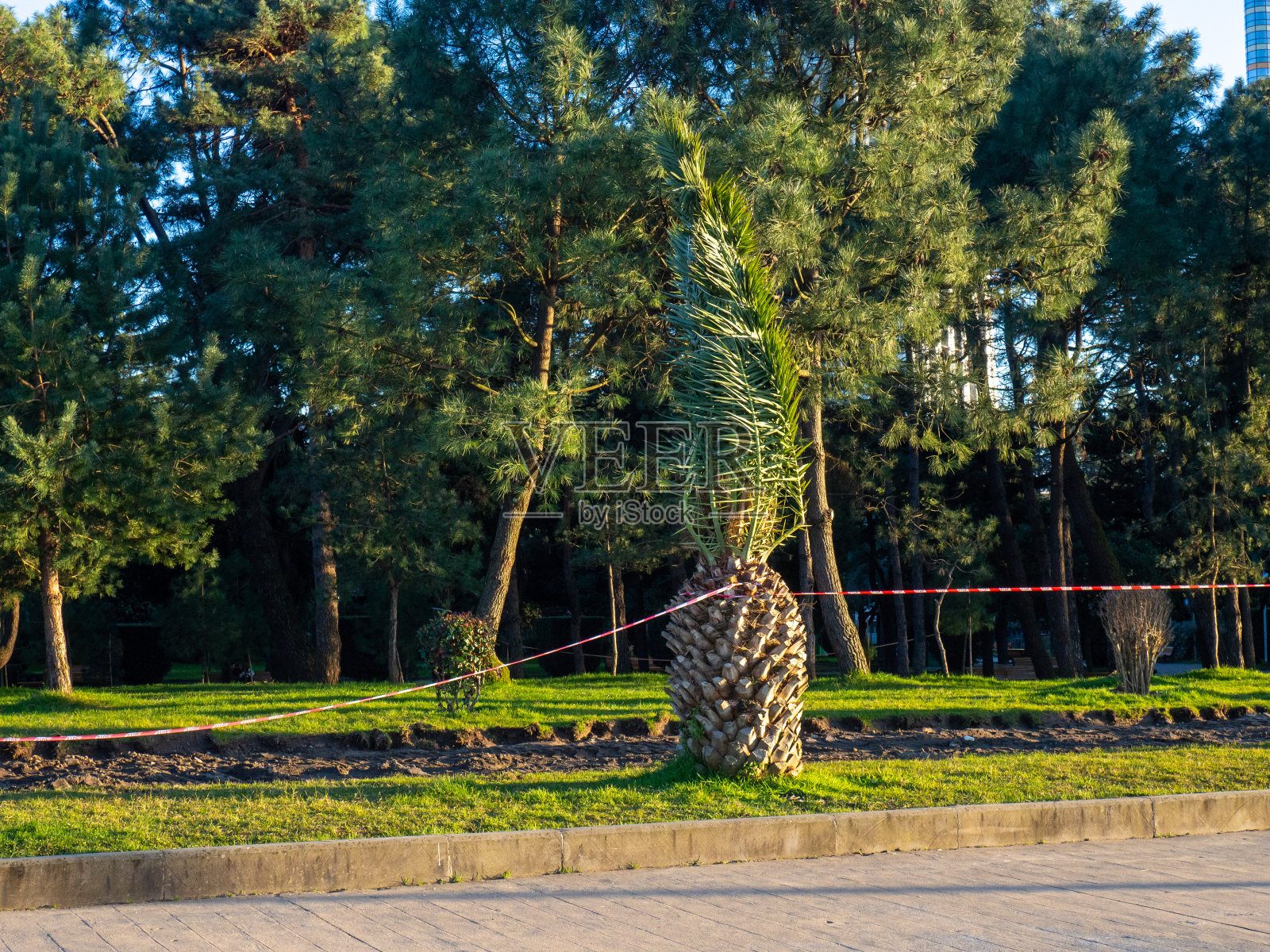 度假区的改善。在棕榈树间修建自行车道照片摄影图片