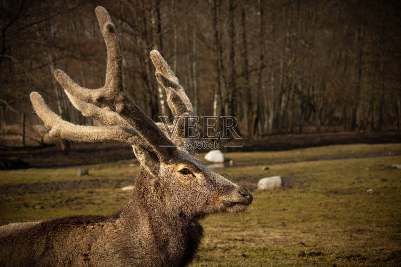 大卫父亲的鹿身上覆盖着天鹅绒的皮毛照片摄影图片
