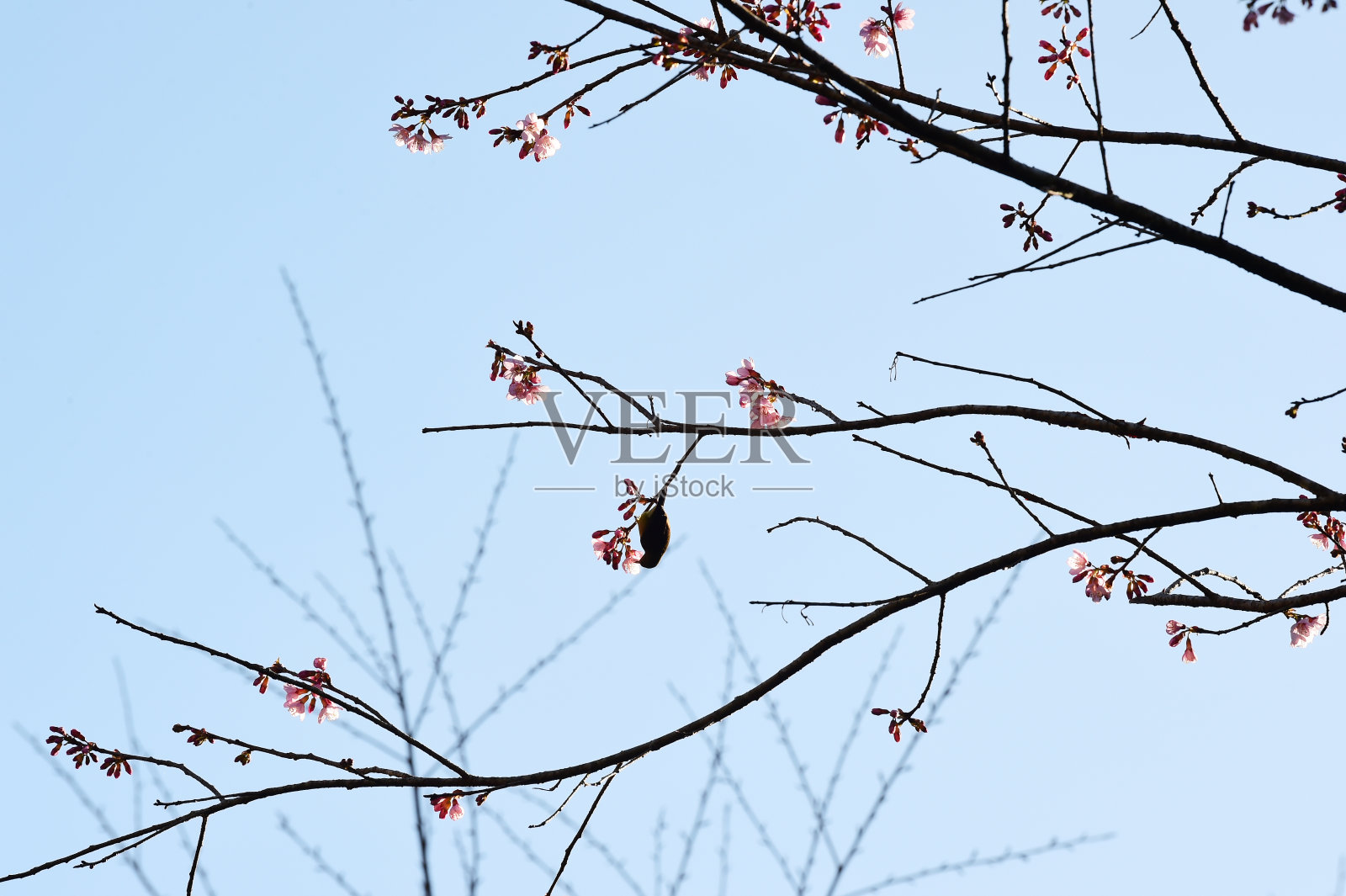 Phaya suae花照片摄影图片