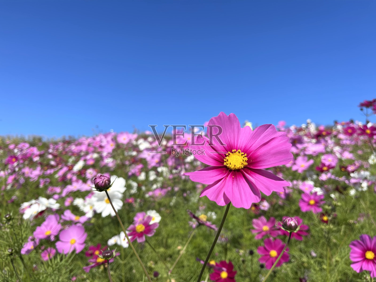 粉红色的宇宙花盛开照片摄影图片