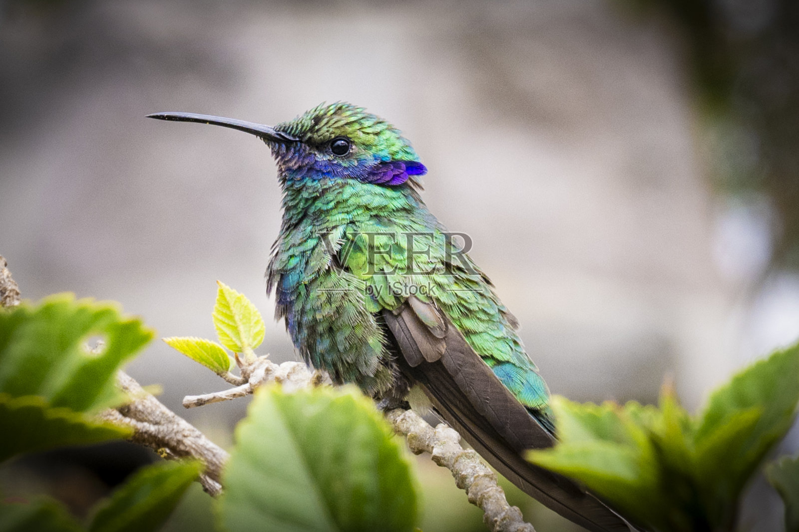 西部翡翠蜂鸟照片摄影图片