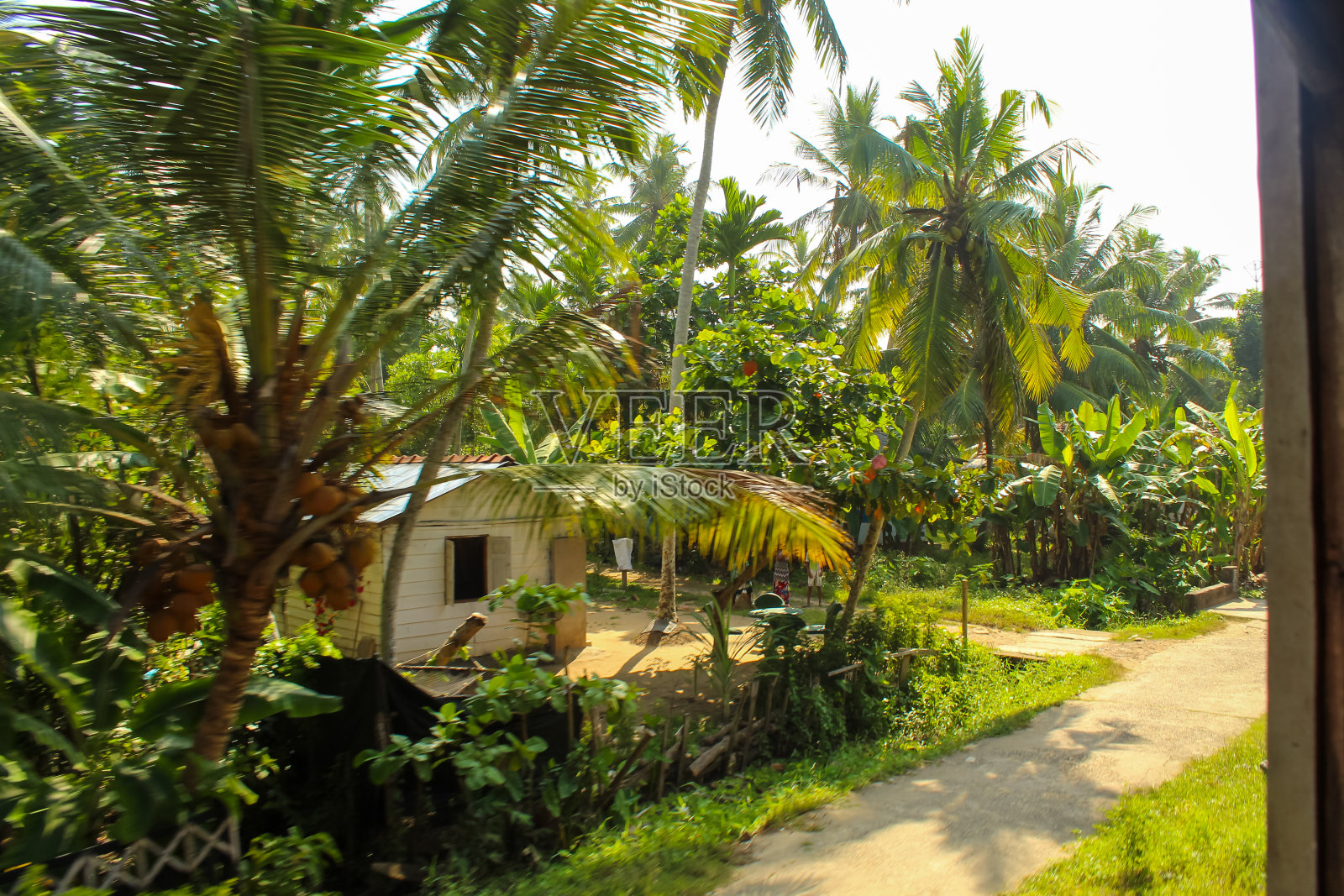清晨，斯里兰卡康提丛林里神奇的光线照片摄影图片