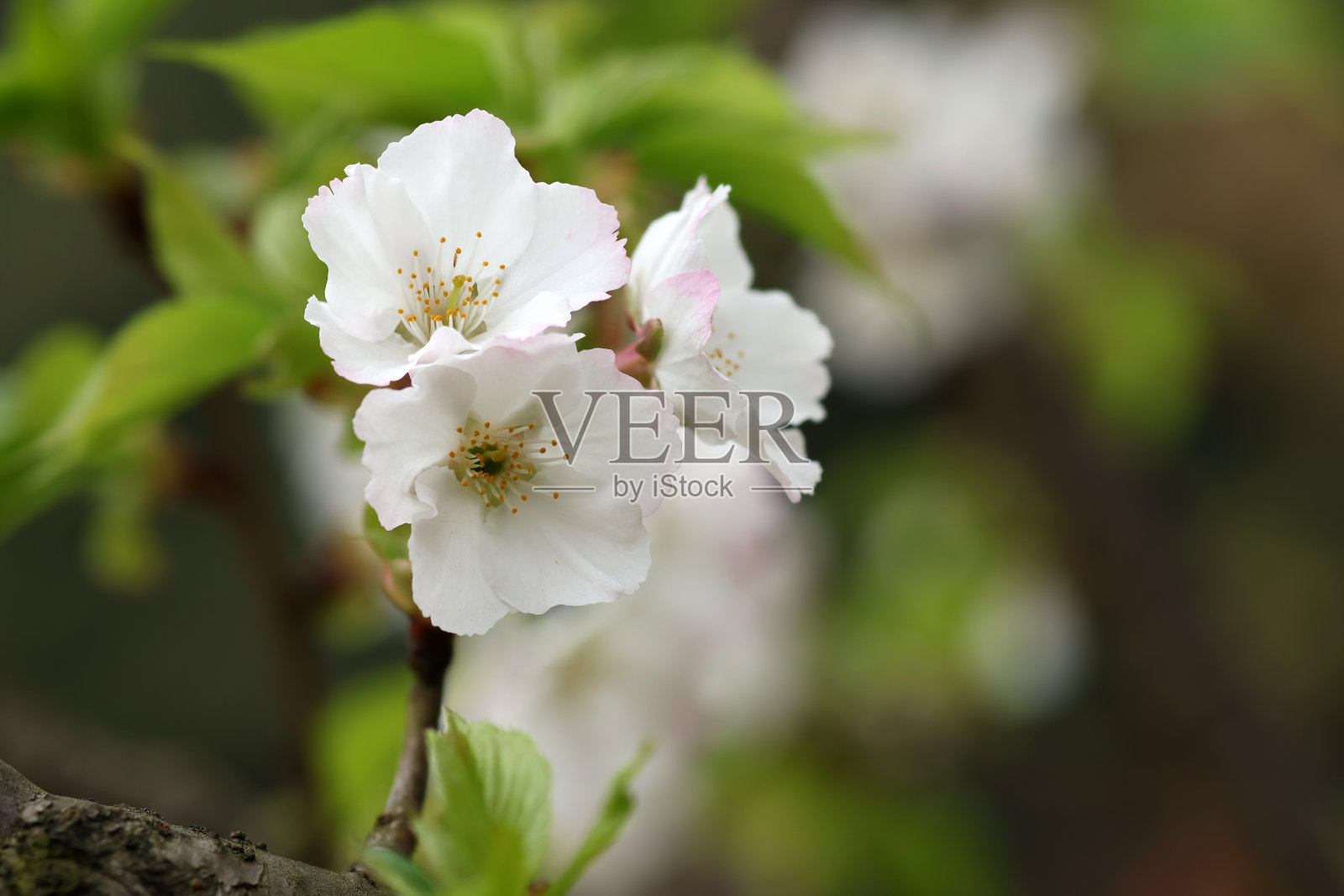 三朵白色的樱花特写照片摄影图片