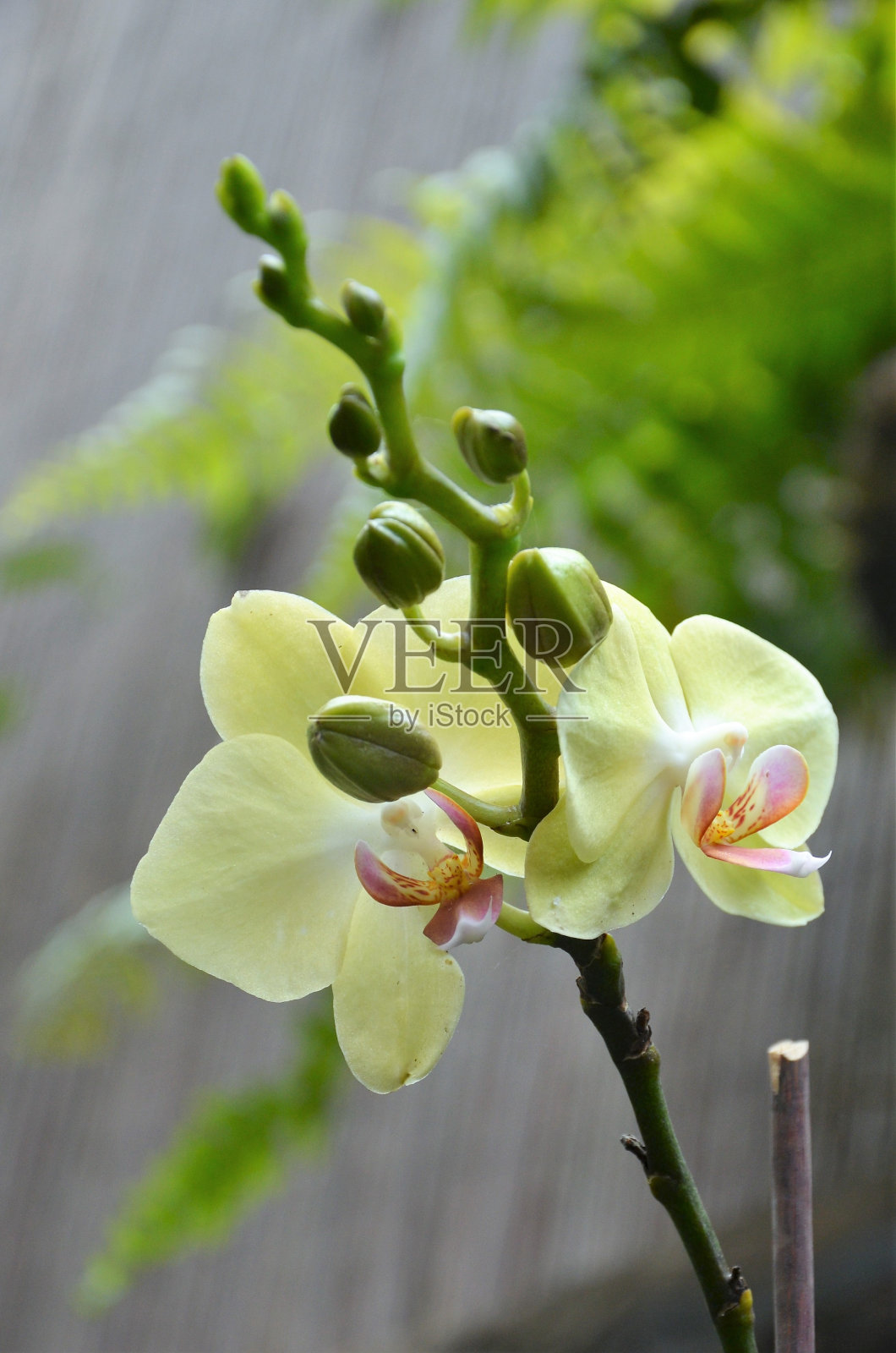 兰花的花照片摄影图片