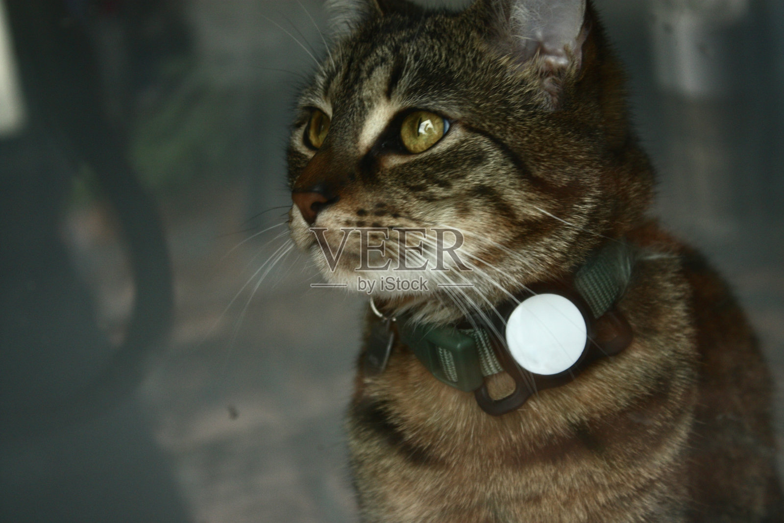 渴望的猫照片摄影图片