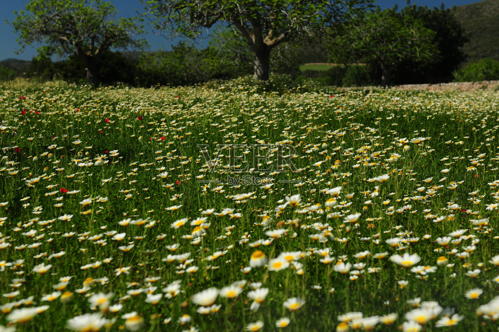色彩缤纷的草地盛开的野花在卡拉米勒马略卡岛照片摄影图片