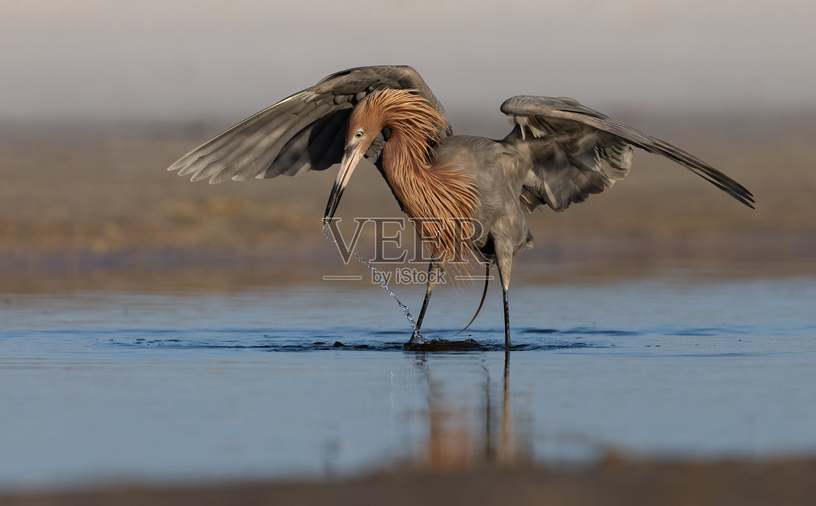 红色的白鹭照片摄影图片