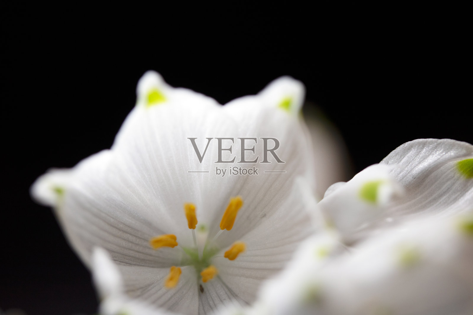 特写漂亮的白色雪花莲或雪花莲花绽放在黑色的背景照片摄影图片