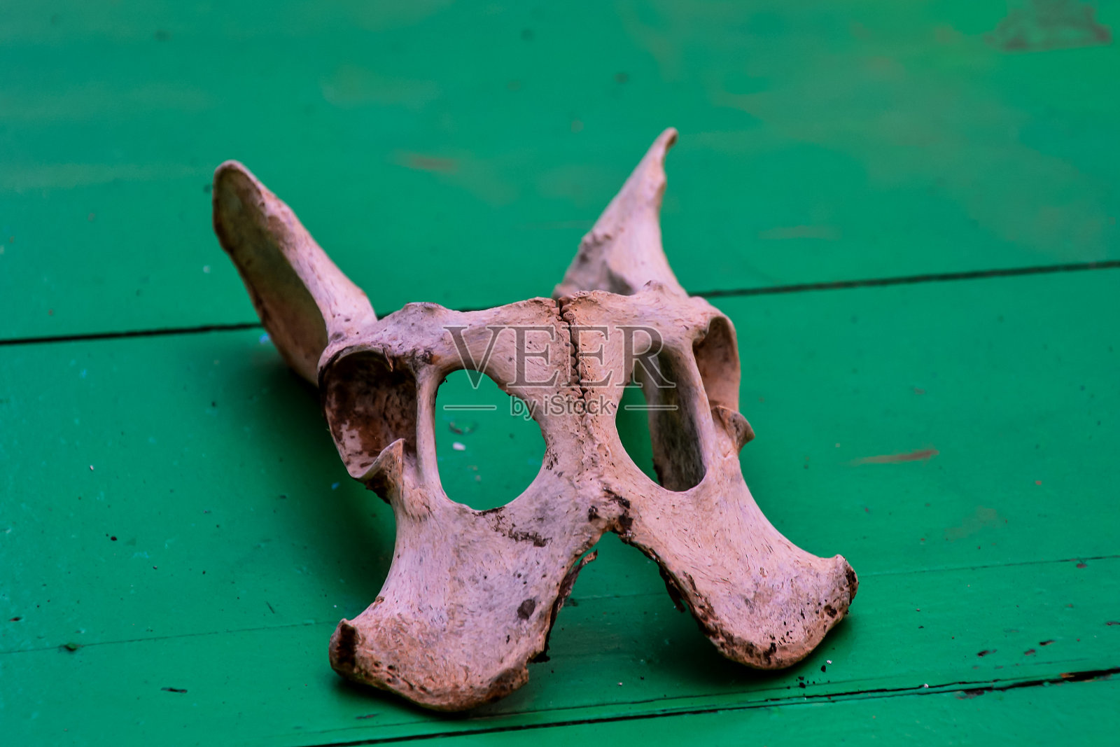 干羊头骨照片摄影图片