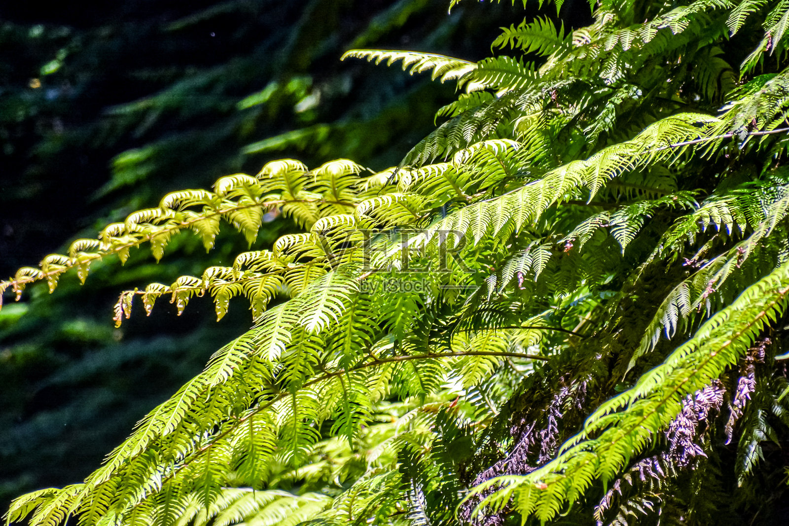 叶片背景纹理图案照片摄影图片