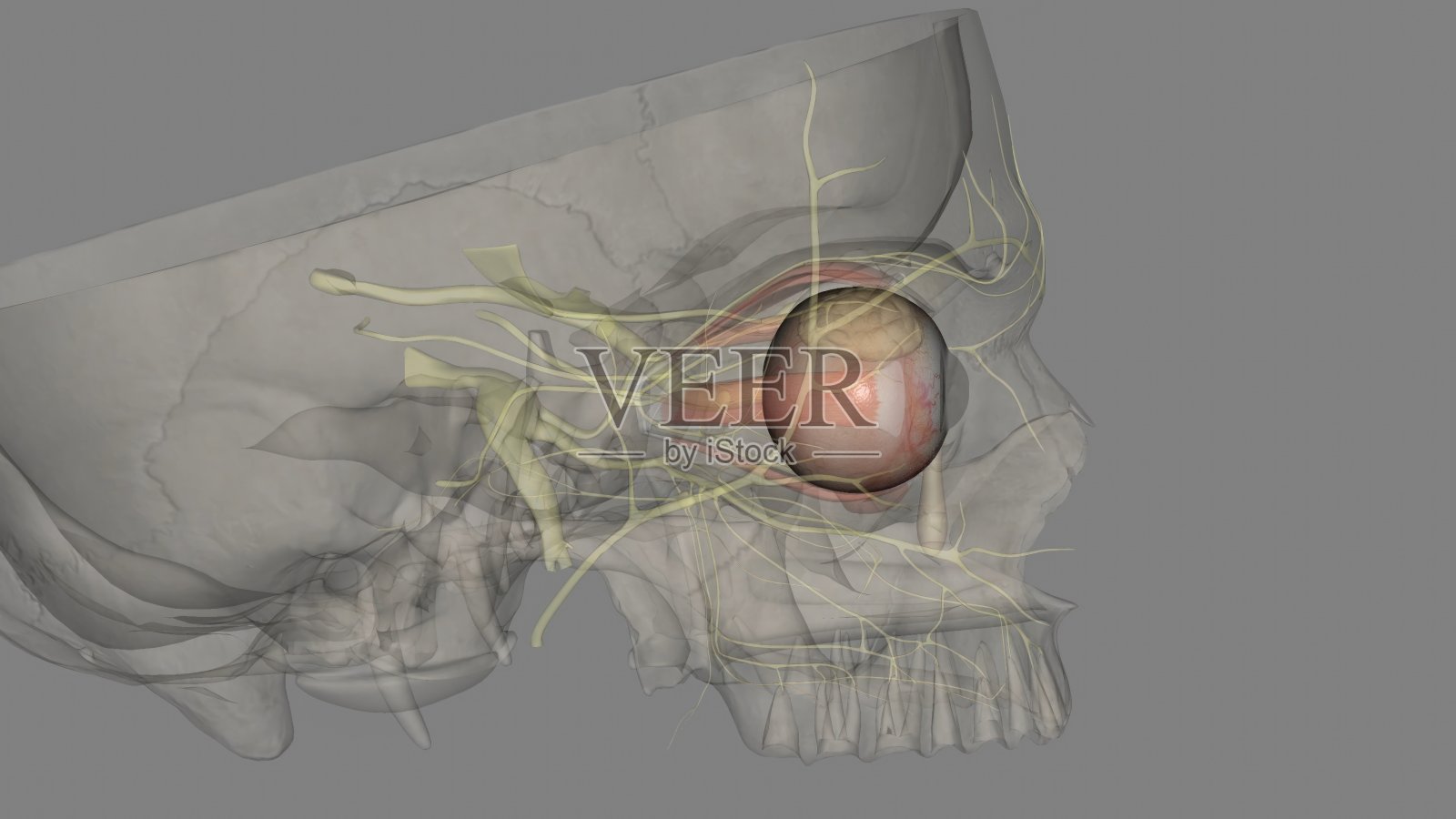 眼睛;光的反射，是由三个结构调节的:视网膜，顶盖，照片摄影图片