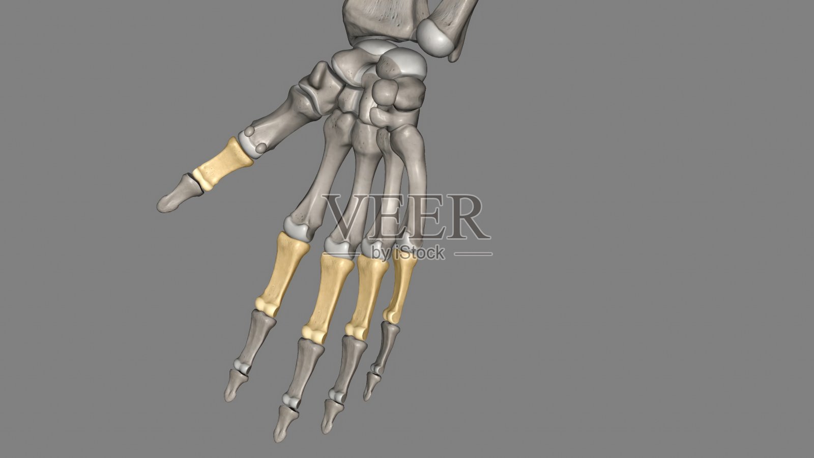 指从手数到指尖时手指的近端或第一根骨头照片摄影图片