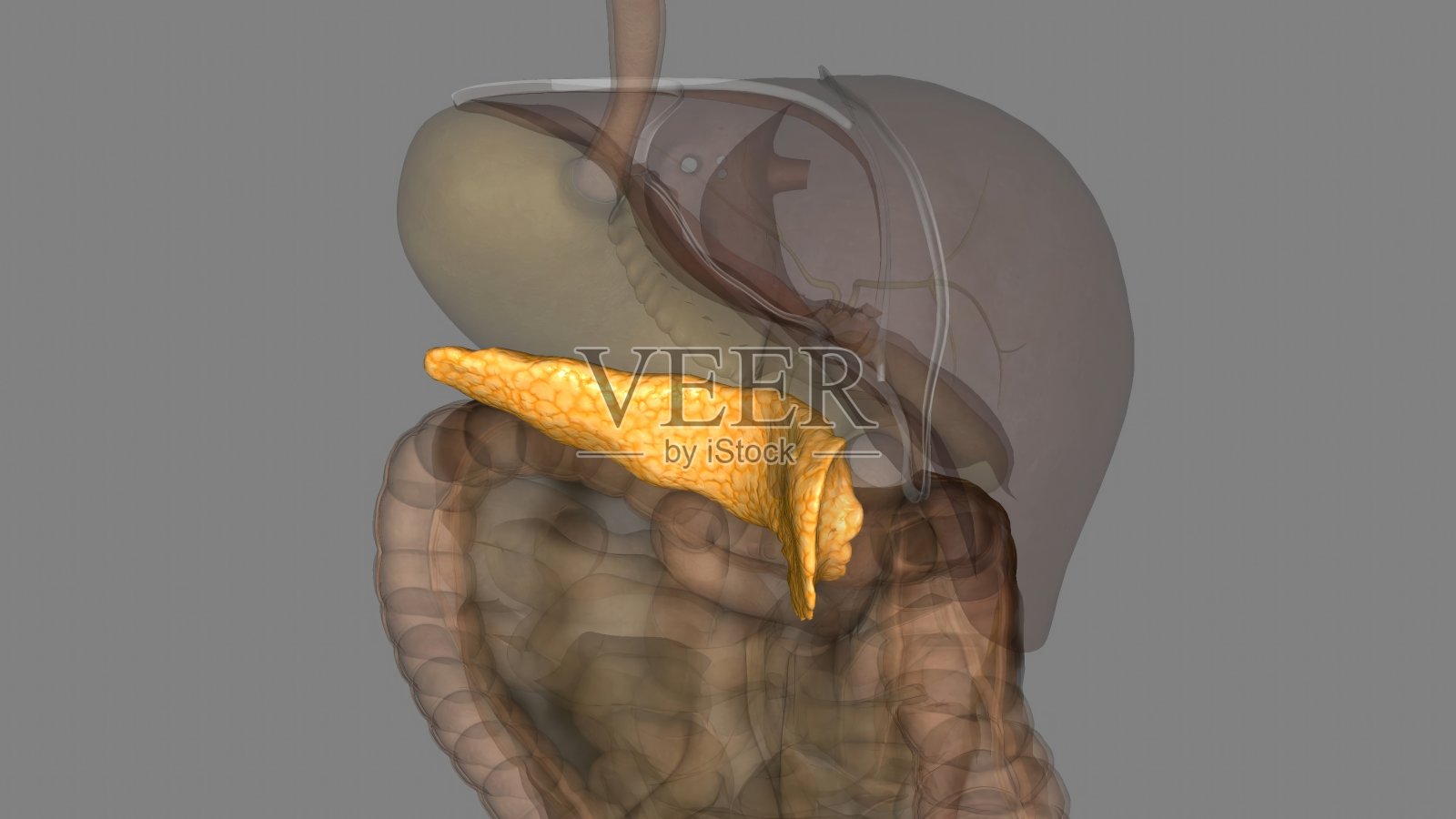 胰腺是位于腹部的一个器官。照片摄影图片
