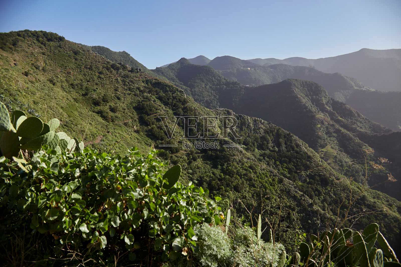在晴朗的天空下，郁郁葱葱的绿色覆盖着连绵起伏的山丘，阳光沐浴着大地。西班牙特内里费照片摄影图片