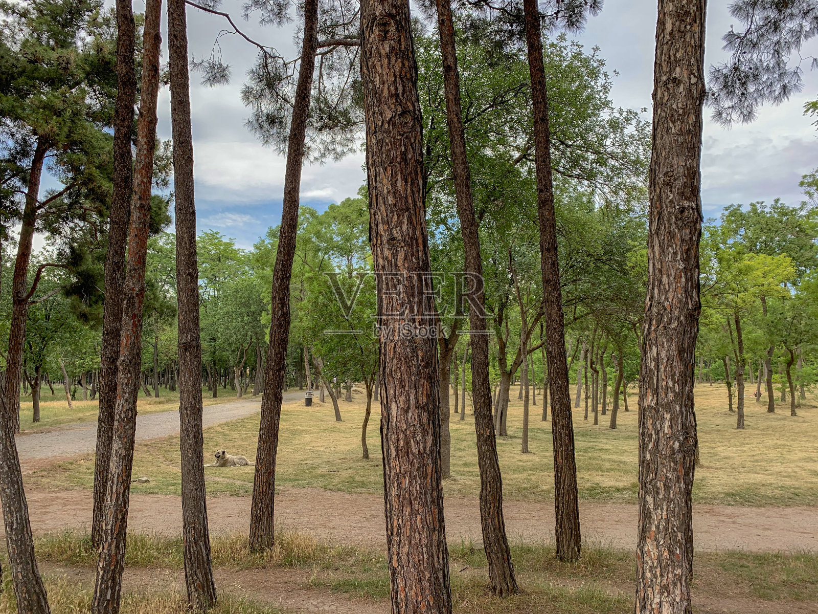 森林里的树木特写照片摄影图片