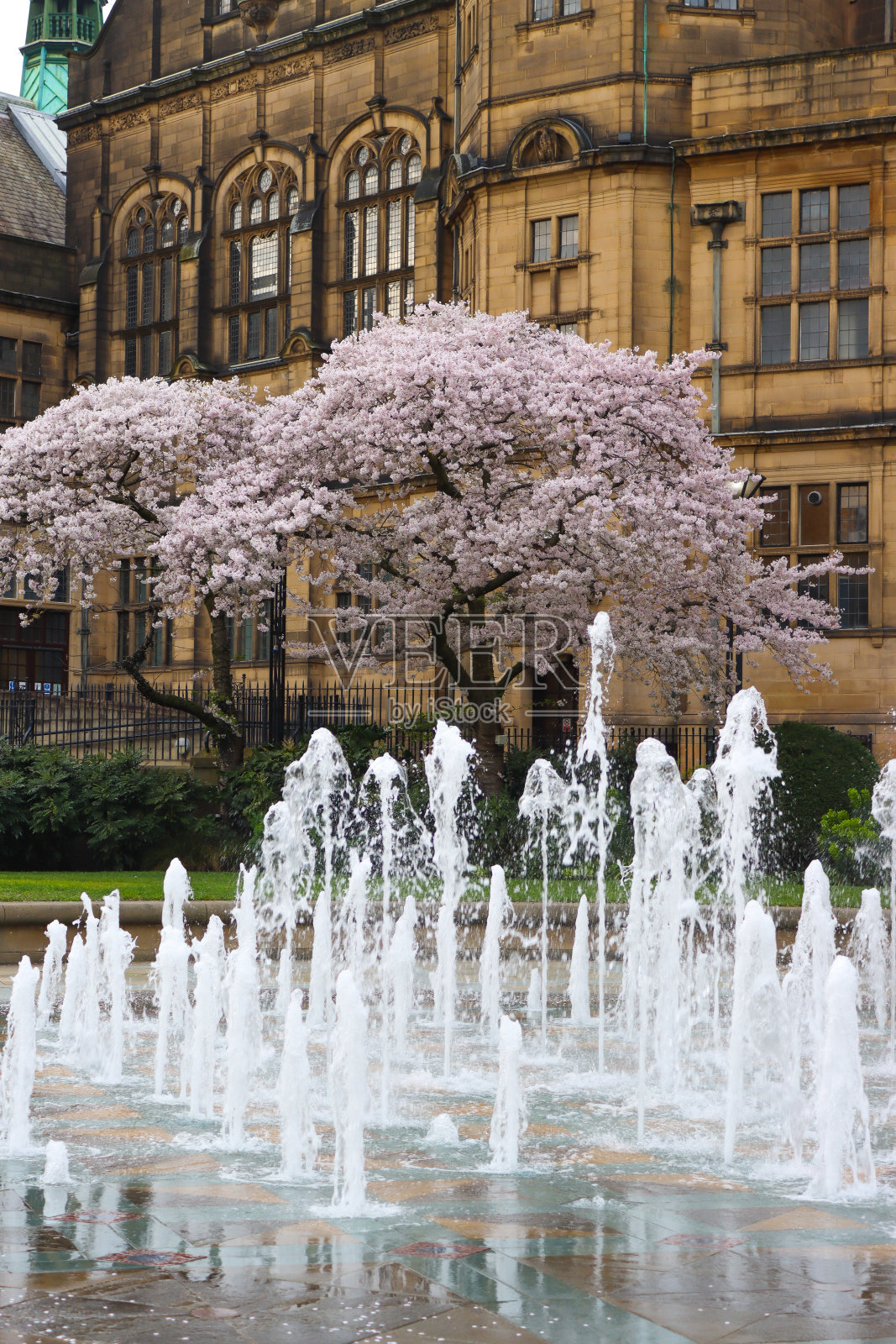 樱花和谢菲尔德市政厅照片摄影图片