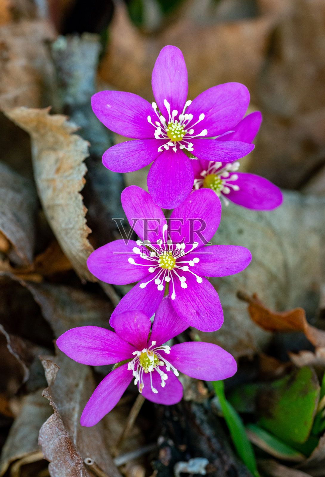 瑞典库姆拉不同颜色的牛肝草照片摄影图片