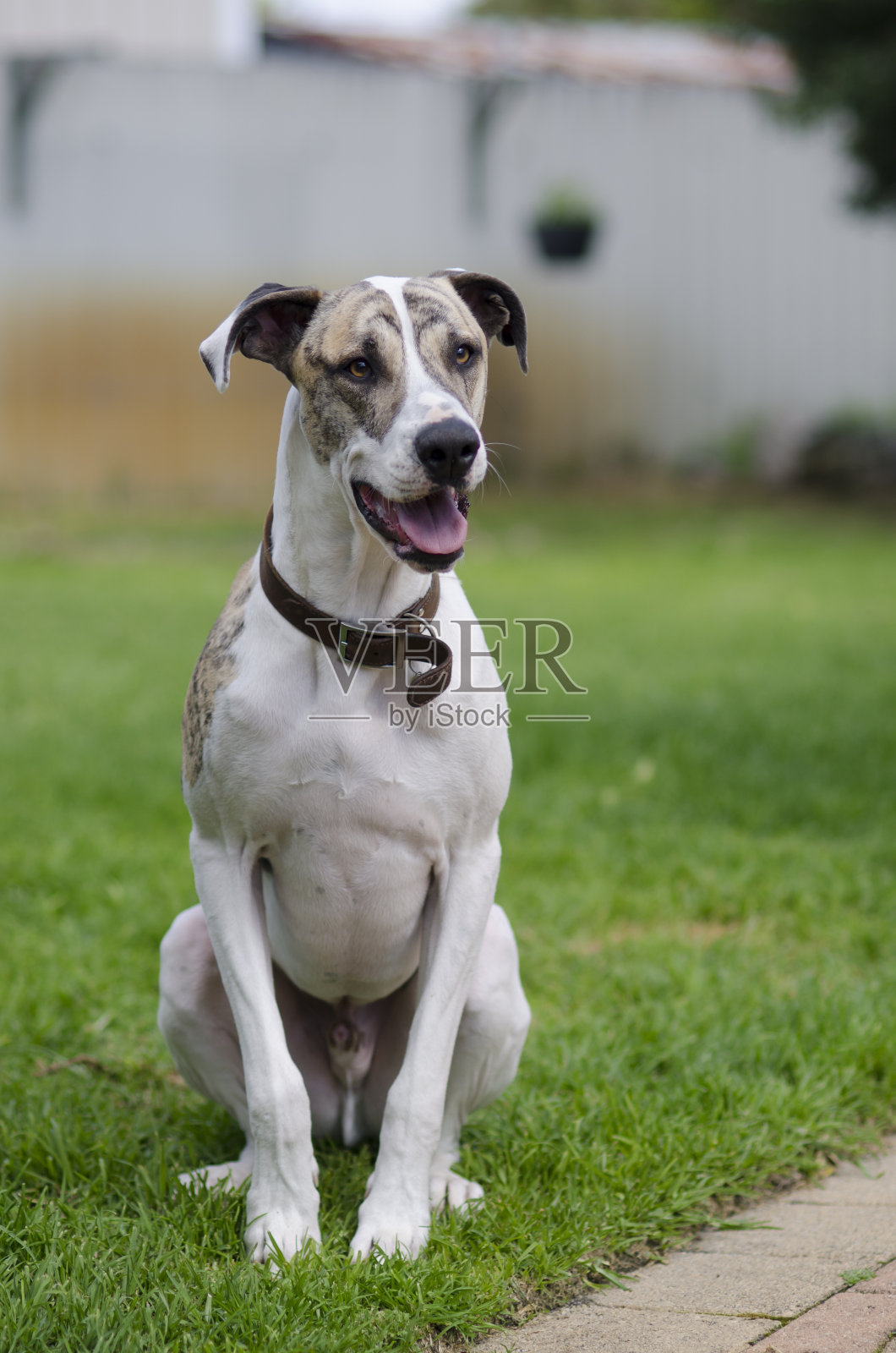 大混血狗坐在后院的草地上照片摄影图片