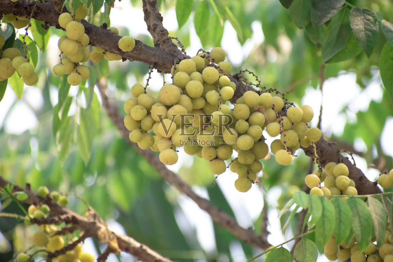 星醋栗果。叶子南，又名奥塔黑醋栗、星、少女、葛蔓、克拉玛依。照片摄影图片