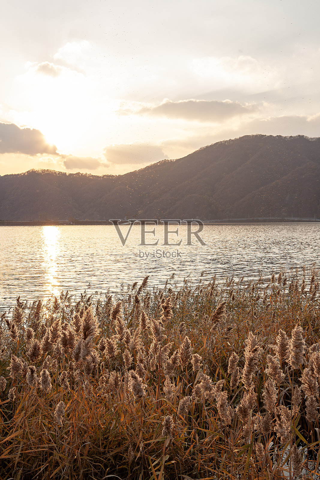 芦苇照片摄影图片