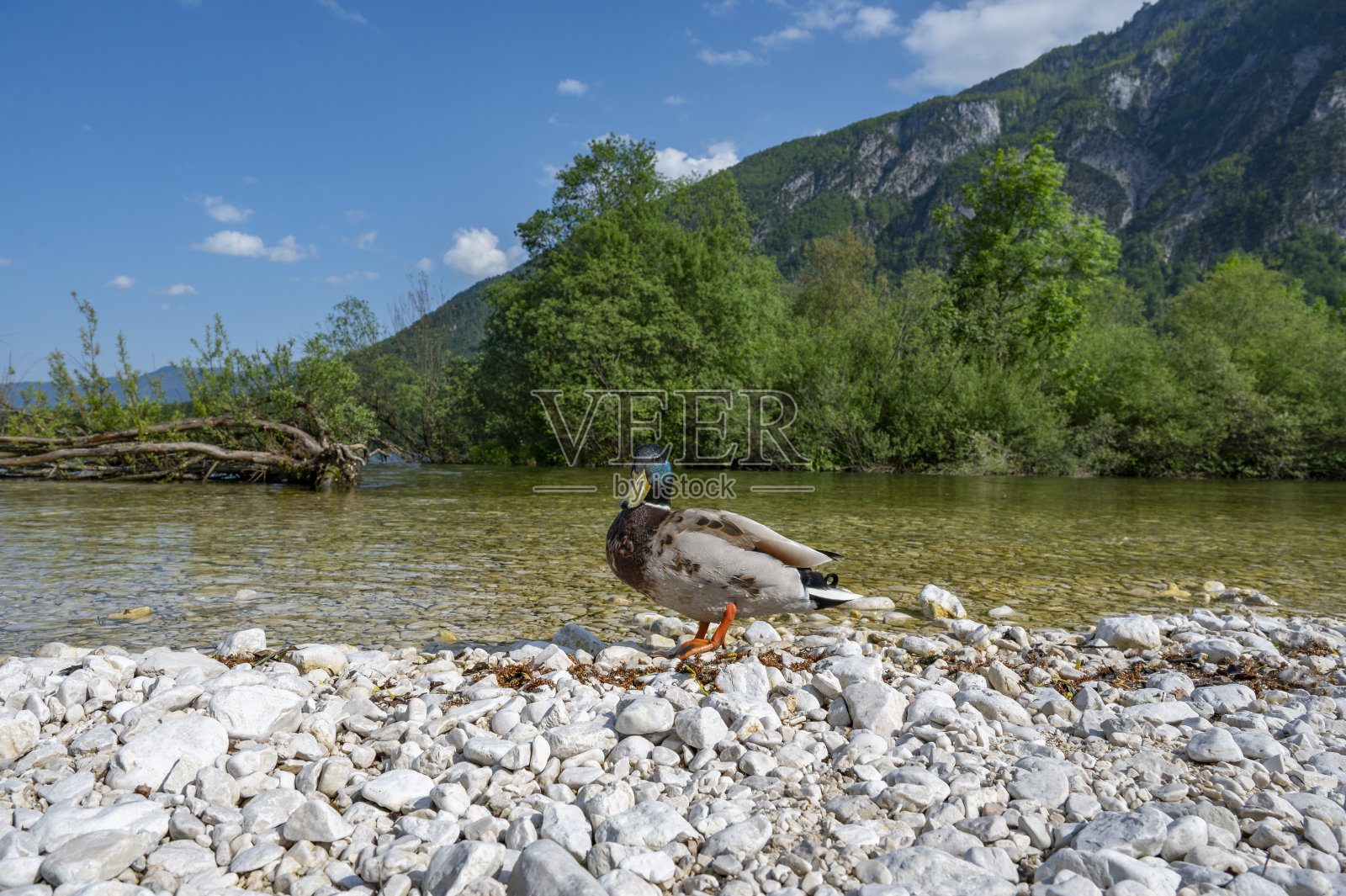 春天，斯洛文尼亚特里格拉夫国家公园的博希尼湖附近的萨维卡河照片摄影图片