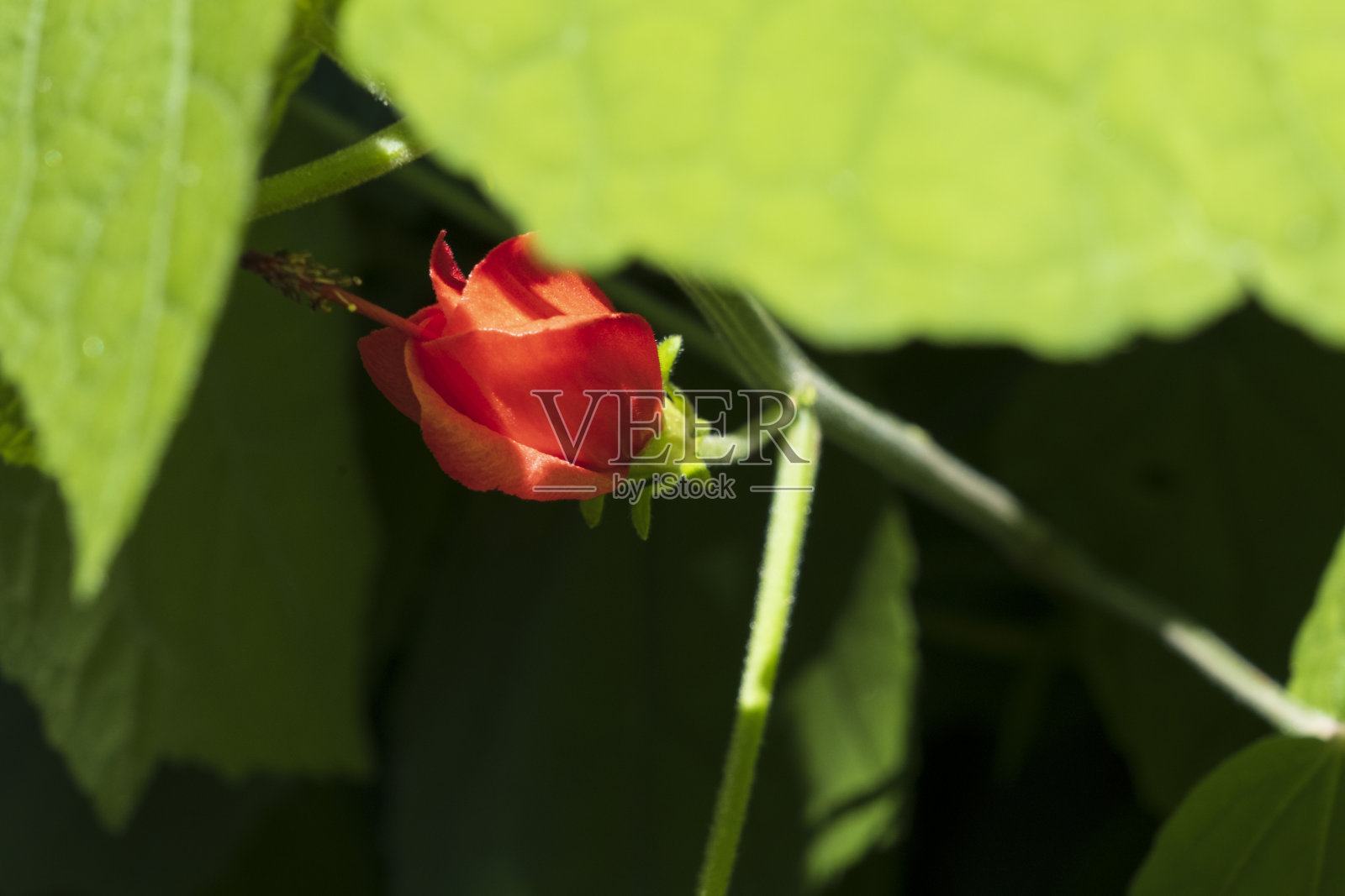 夏季的热带红色花朵照片摄影图片