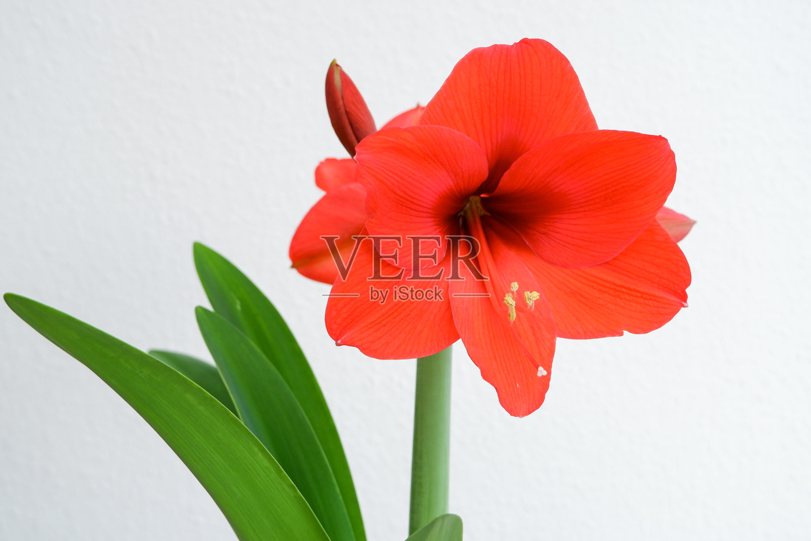 美丽的红百合花在白色。花春夏壁纸背景与百合花照片摄影图片