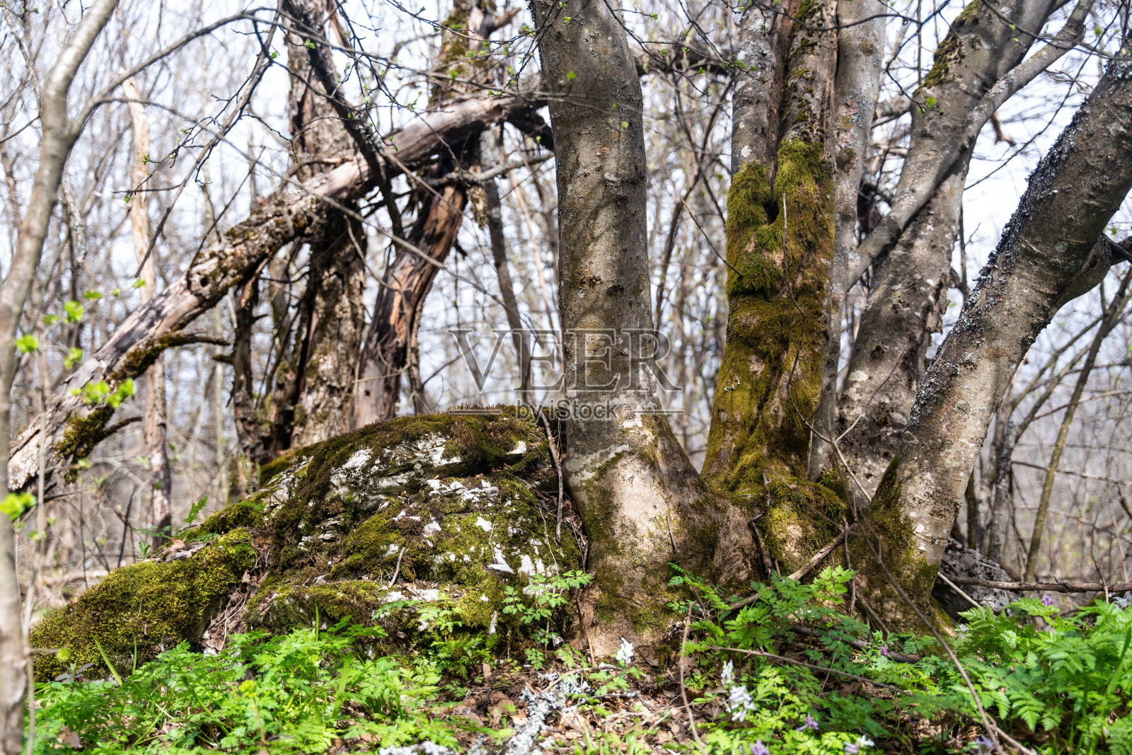 塞尔维亚东部Rtanj山的自然和自然状态的细节。Rtanj山，又称塞尔维亚金字塔，有岩石和植被。照片摄影图片