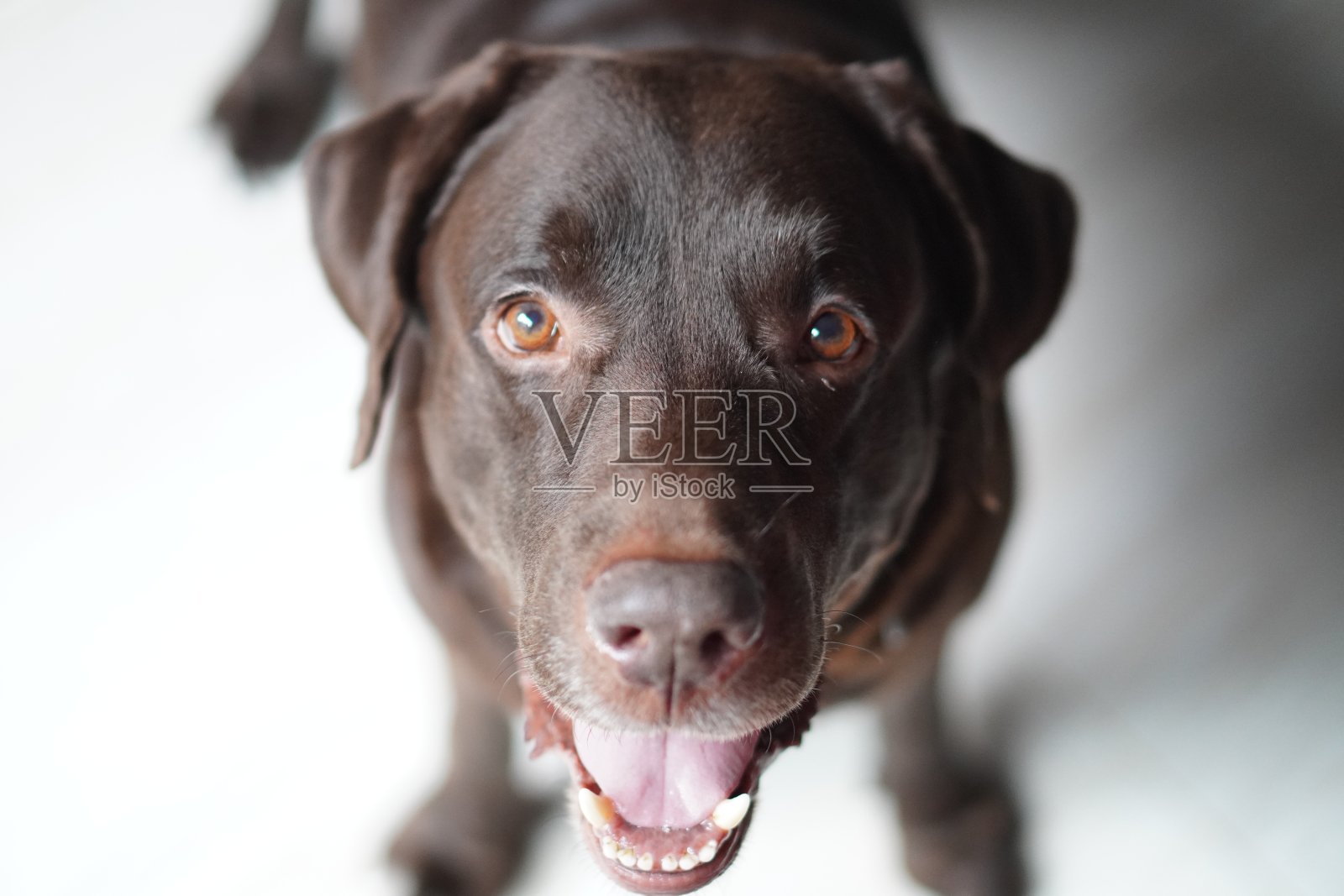 拉布拉多猎犬放松的特写照片摄影图片