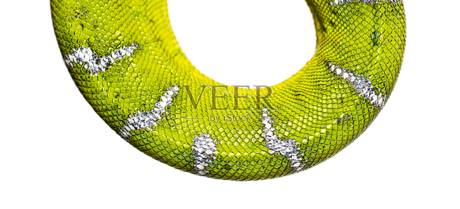 一个生动的绿色成年翡翠树蟒蛇的微距镜头，Corallus caninus，皮肤与复杂的鳞片图案，孤立在白色照片摄影图片