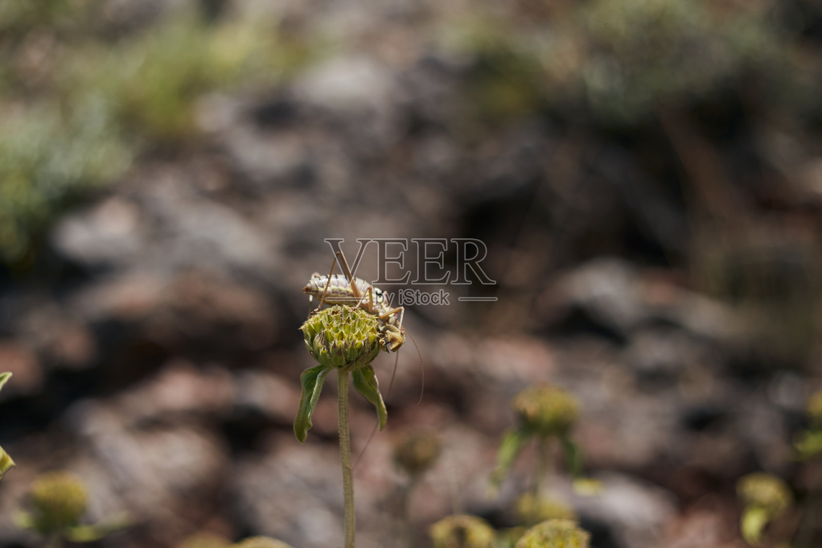 一只小甲虫正坐在一朵花上照片摄影图片