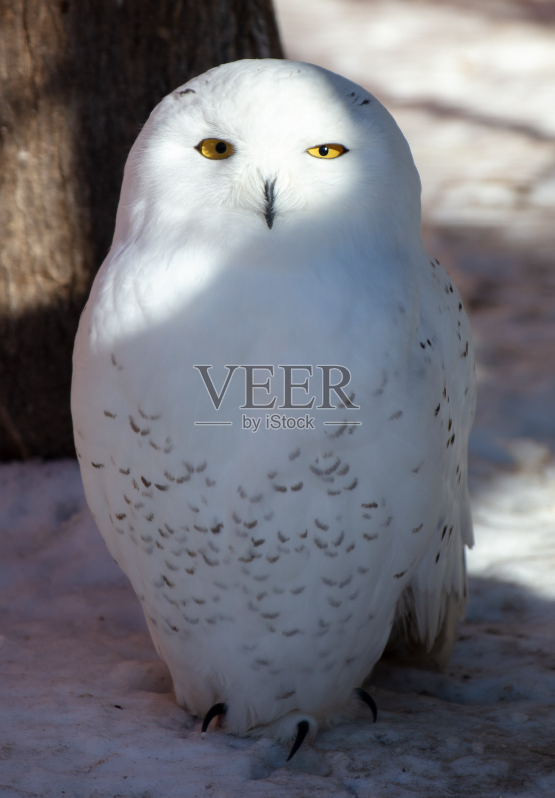 一只猫头鹰在冬天洁白的雪地上的肖像。特写镜头照片摄影图片