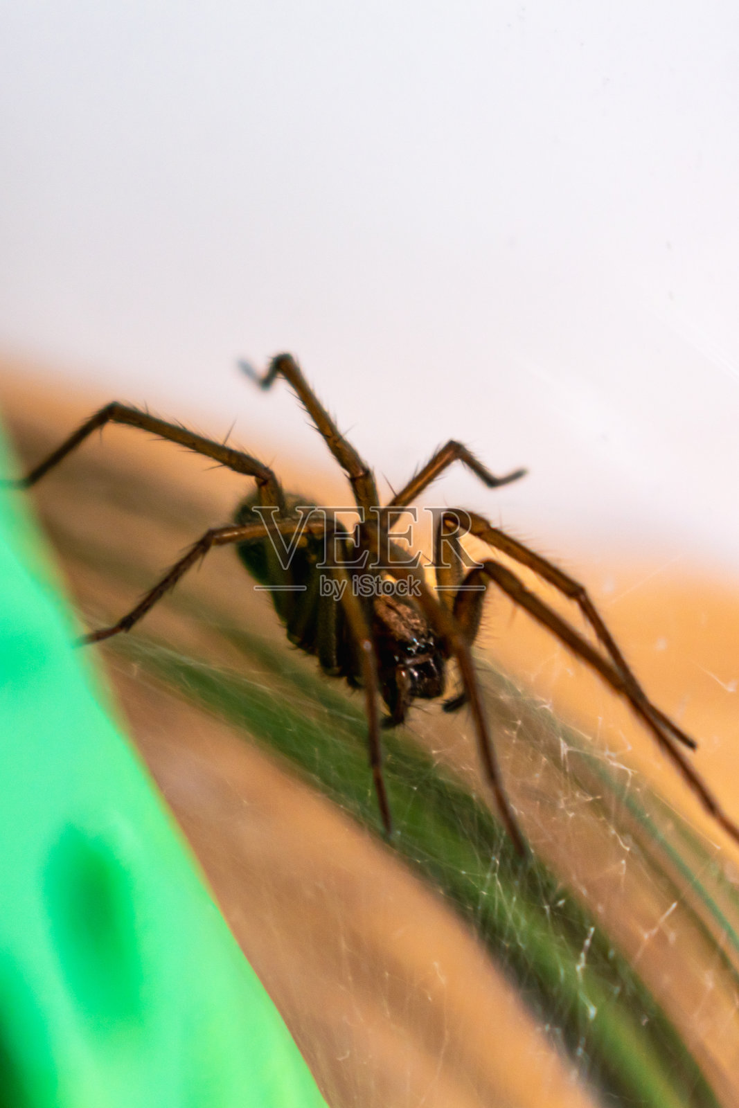 室内蜘蛛，在一个玻璃罐和珊瑚结构的房子里，蜘蛛，蛛形纲照片摄影图片