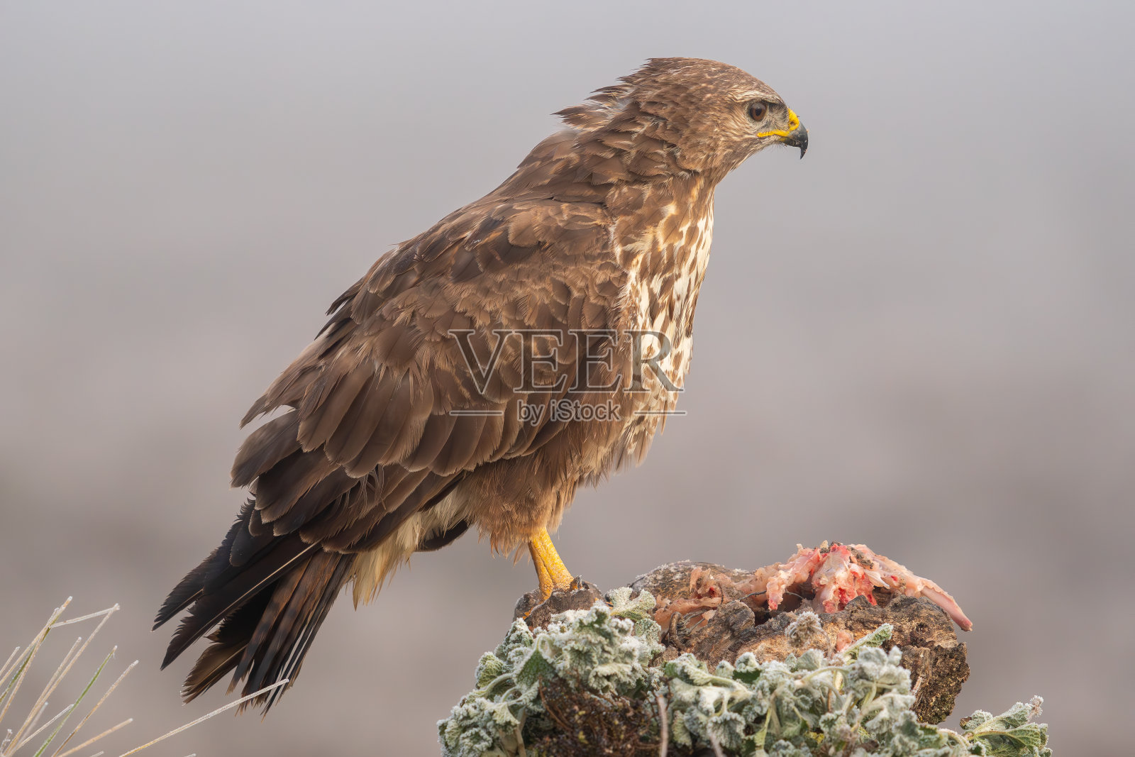 这是一幅美丽的肖像，一只秃鹫栖息在岩石上，羽毛鲜艳，嘴里叼着肉，在一个浓雾弥漫的日子里，欧洲西班牙照片摄影图片